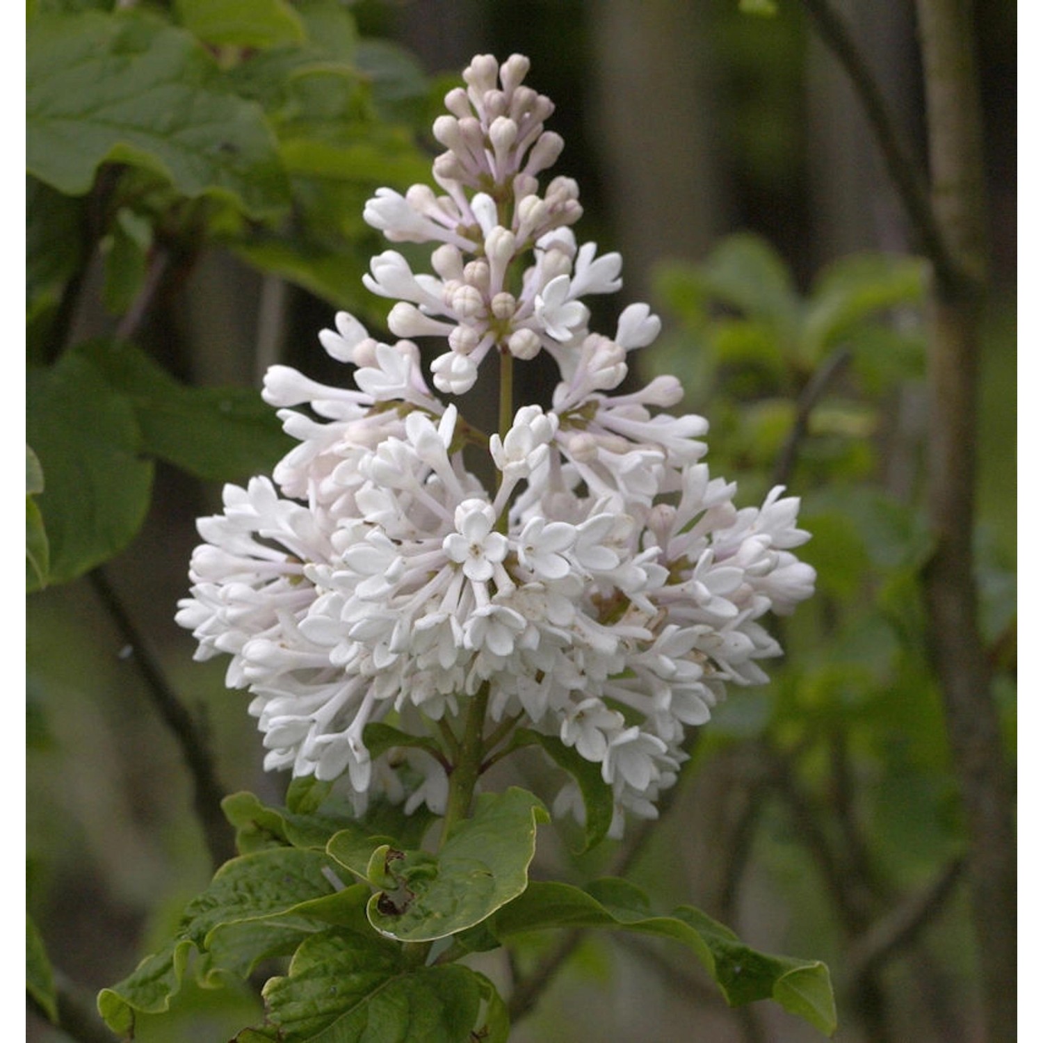 Kanadischer Flieder Agnes Smith 80-100cm - Syringa prestoniae günstig online kaufen