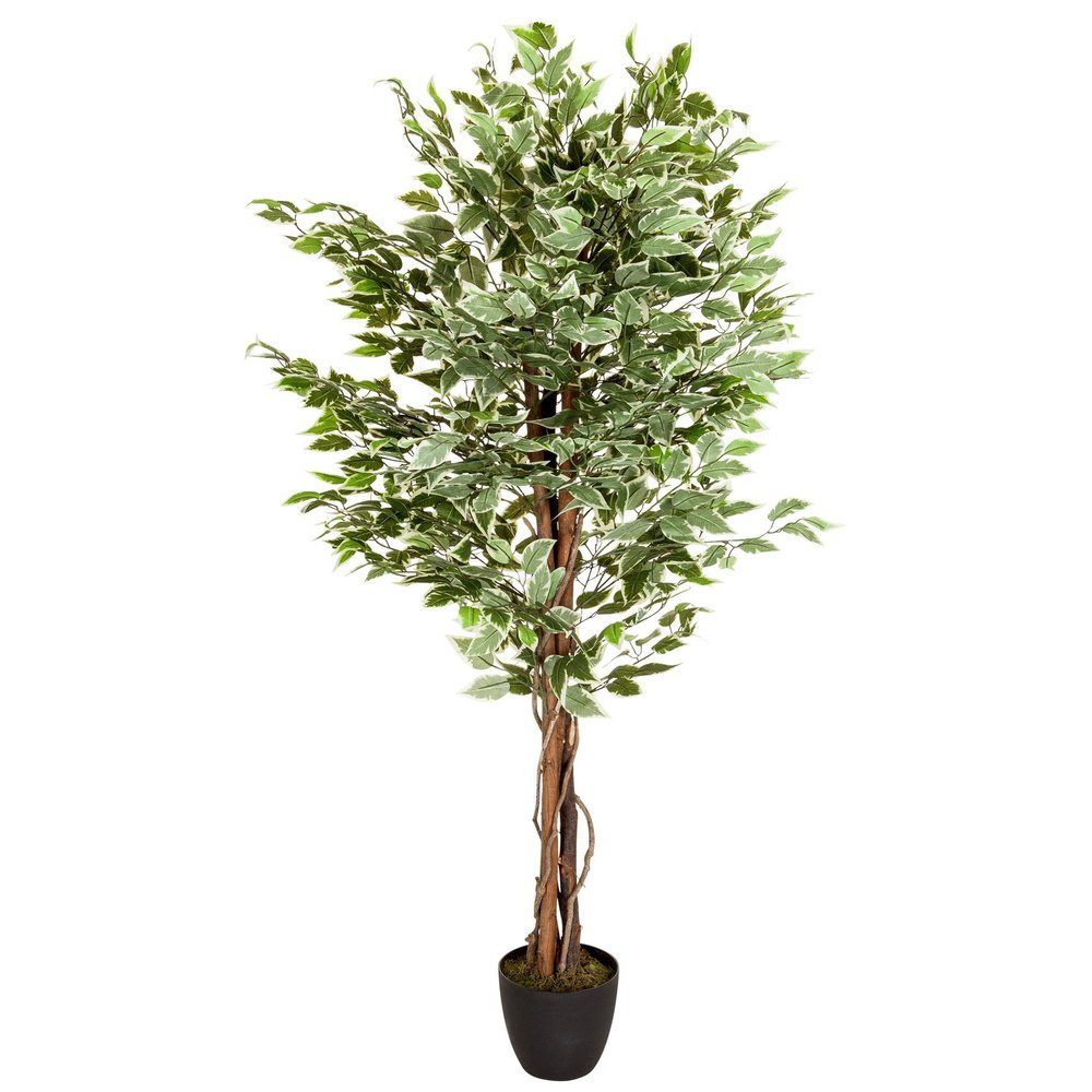 Kunstpflanze Kunstpflanze FICUS Kunststoff, Stoff Birke, günstig online kaufen