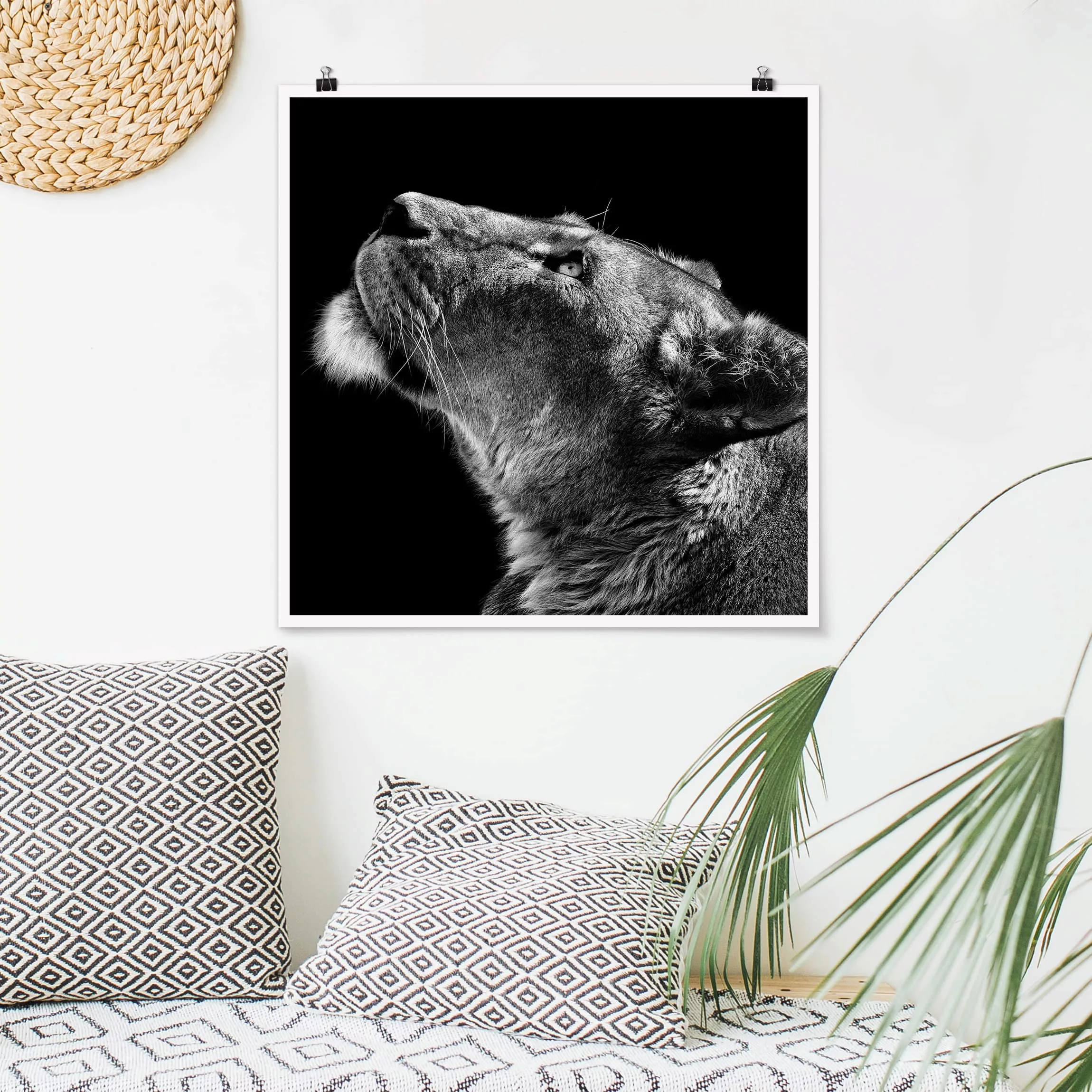 Poster Tiere - Quadrat Portrait einer Löwin günstig online kaufen