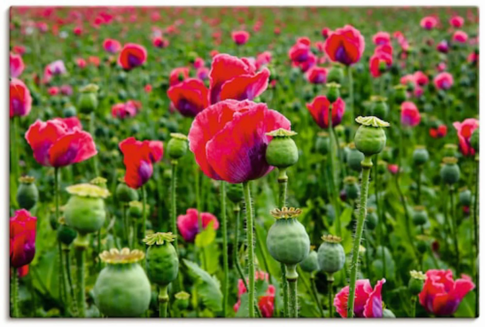 Artland Leinwandbild "Mohnblumen Nahaufnahme", Blumenwiese, (1 St.), auf Ke günstig online kaufen