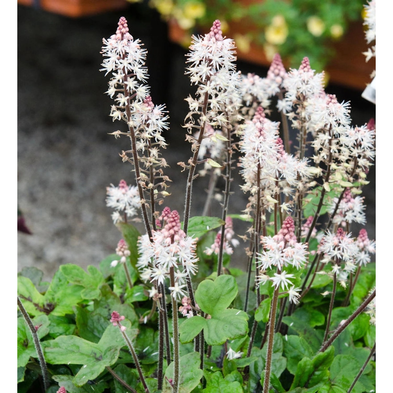 Zipfelblättrige Garten Schaumblüte Spring Symphony - Tiarella laciniata günstig online kaufen