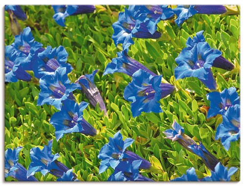 Artland Wandbild »Enzian«, Blumenwiese, (1 St.), als Leinwandbild, Poster i günstig online kaufen