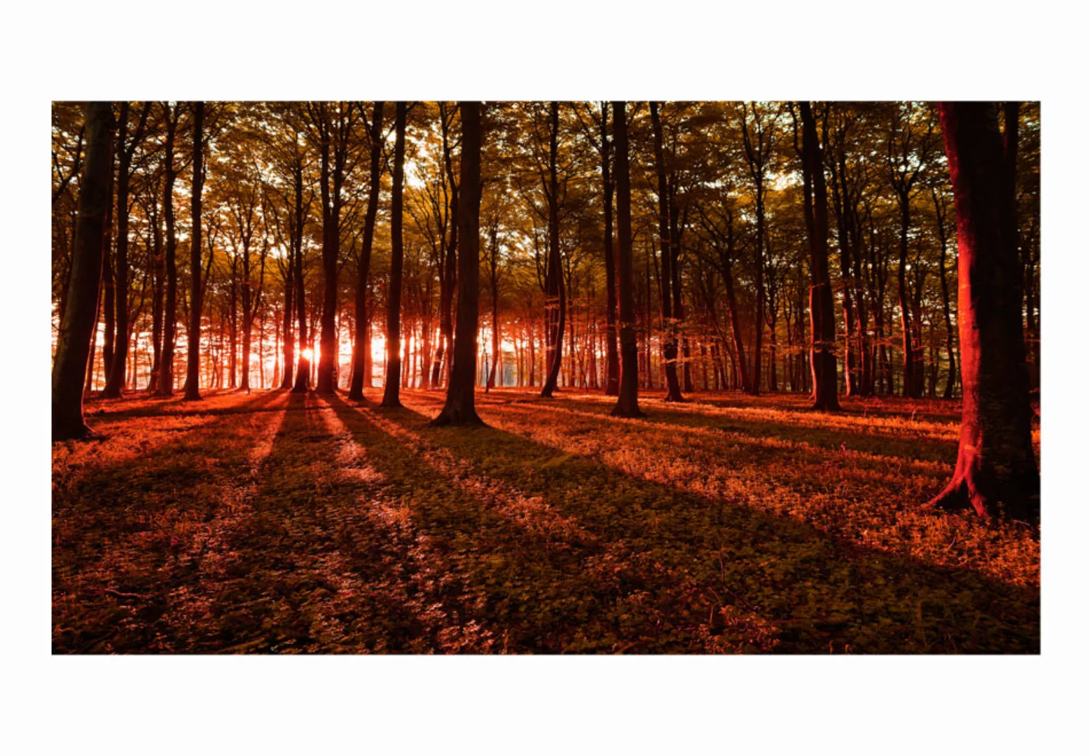 Selbstklebende Fototapete - Autumn Morning Ii günstig online kaufen