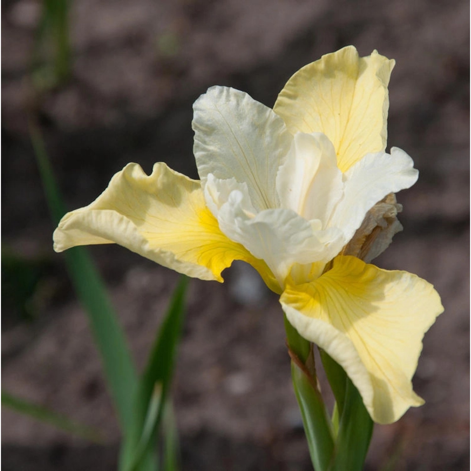 Sibirische Wieseniris Welfenfürstin - Iris sibirica günstig online kaufen