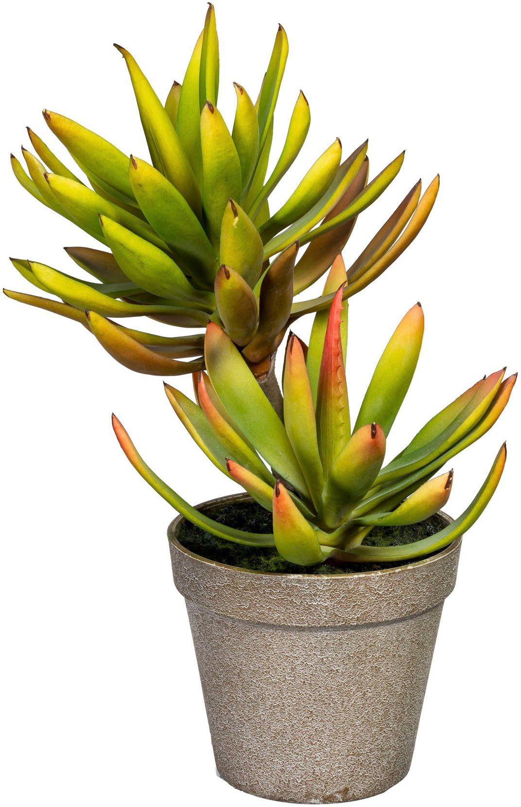 Künstliche Zimmerpflanze Deko-Sukkulente Aloe plicatilis Aloe, günstig online kaufen