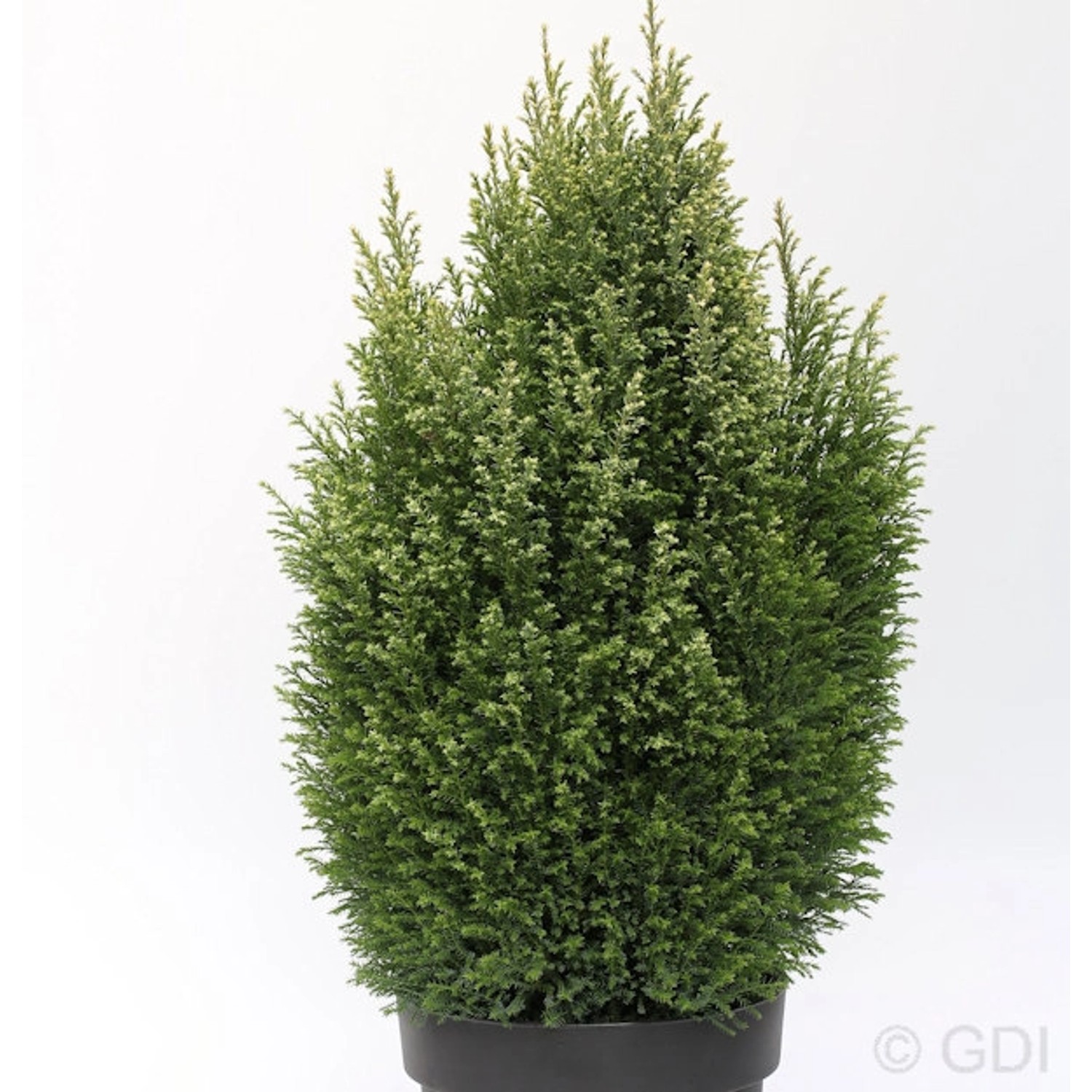 Gartenzypresse Snow White 50-60cm - Chamaecyparis lawsoniana günstig online kaufen