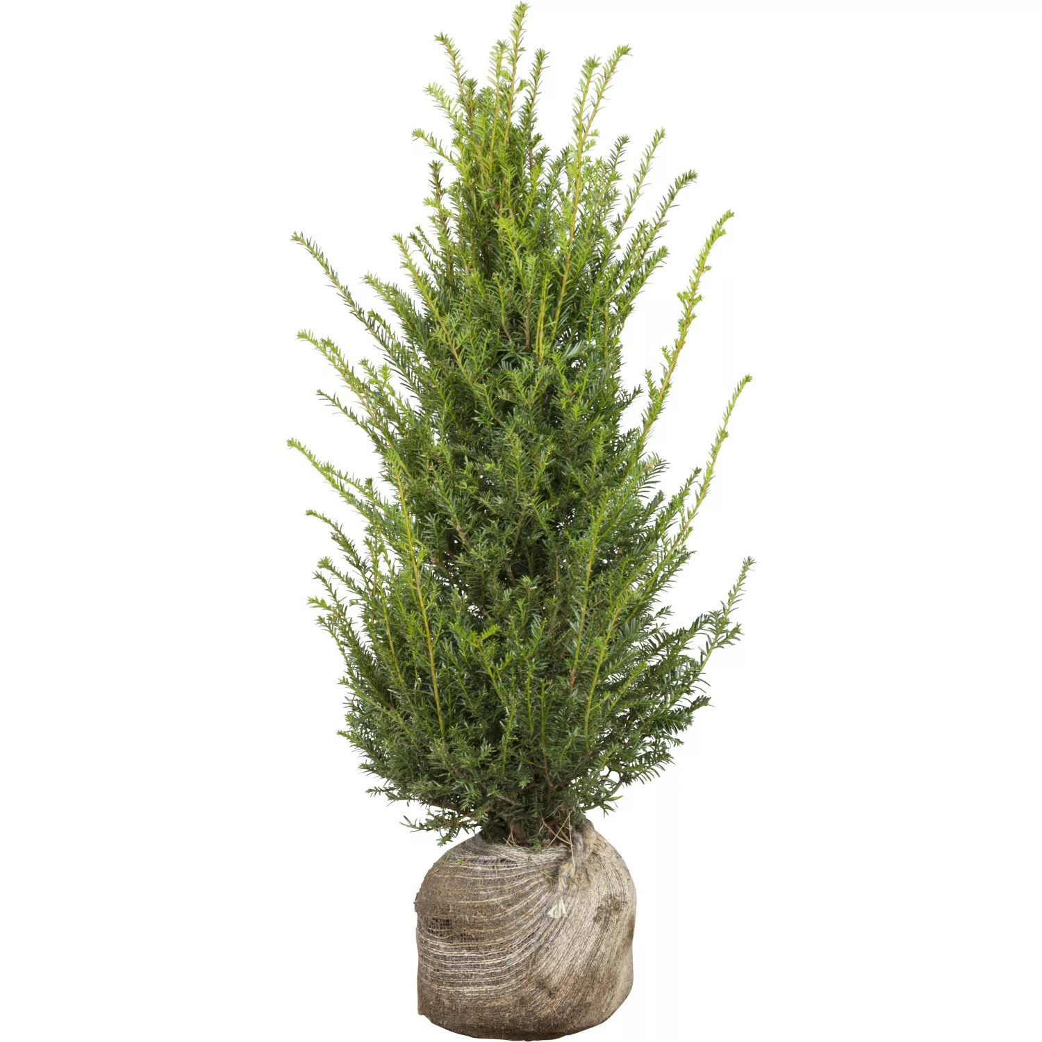 Eibe Set à 70 Stück Höhe ca. 80 - 100 cm Ballenware Taxus baccata günstig online kaufen