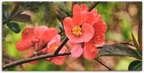 Artland Leinwandbild »Quittenblüte«, Blumen, (1 St.), auf Keilrahmen gespan günstig online kaufen