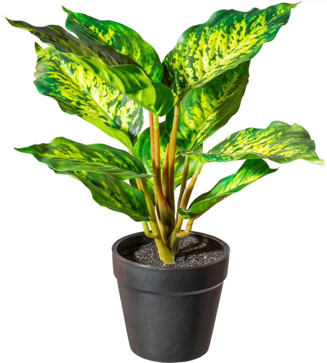 Creativ green Künstliche Zimmerpflanze »Grünpflanzenmifa« günstig online kaufen