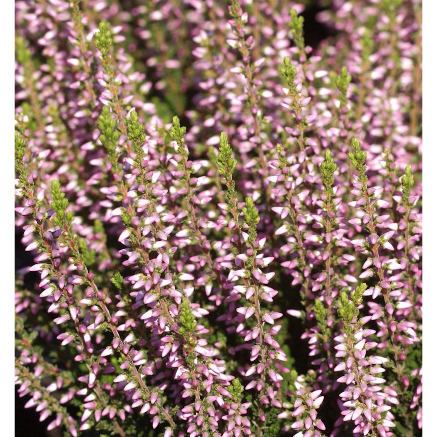 10x Knospenheide Gardengirls Pink Alica - Calluna vulgaris günstig online kaufen