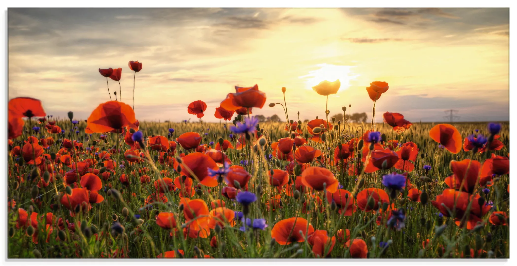 Artland Glasbild »Mohnblumen«, Blumen, (1 St.), in verschiedenen Größen günstig online kaufen