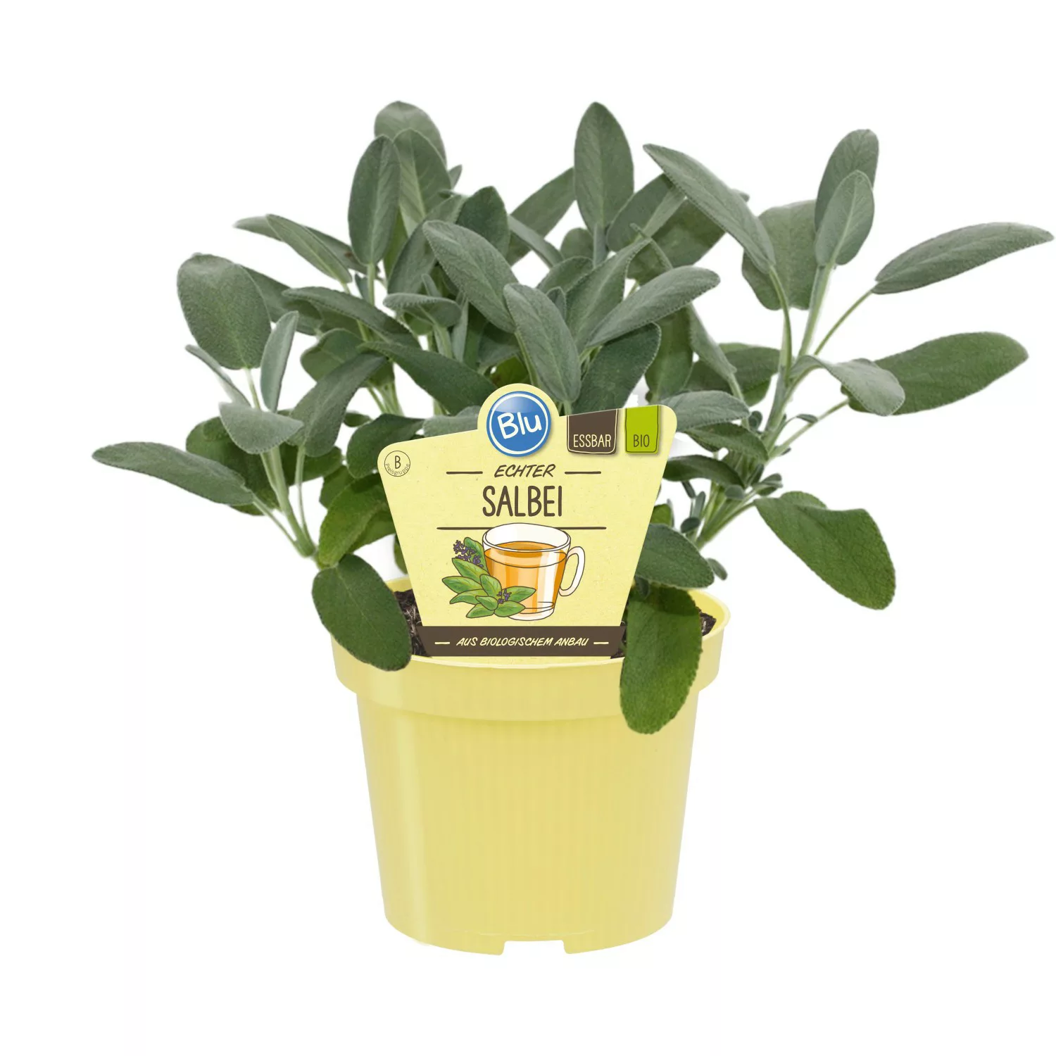 Blu Bio-Echter Salbei Topf-Ø ca. 12 cm Salvia günstig online kaufen