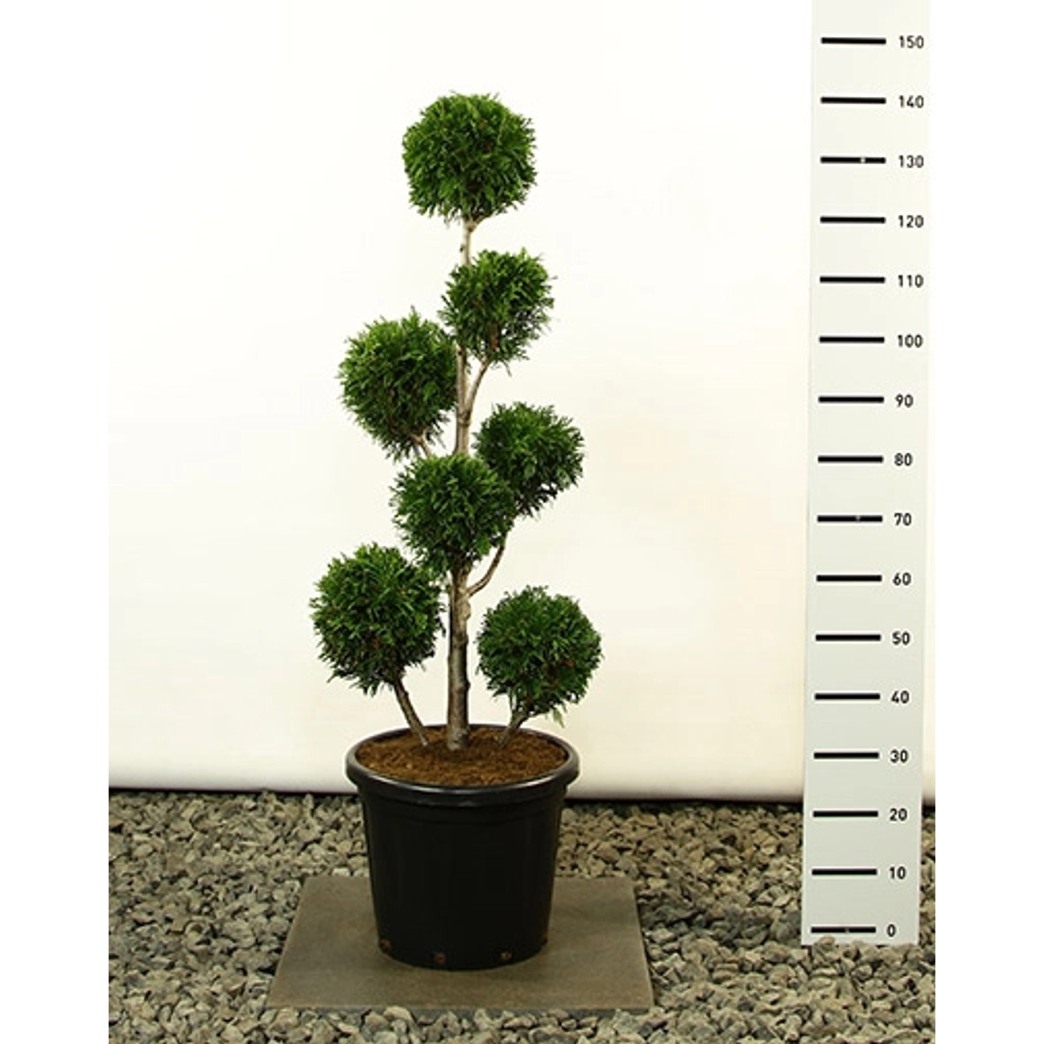 Pflanzen-Boering Thuja Martin Gartenbonsai Gesamthöhe 130-140 cm Winterhart günstig online kaufen