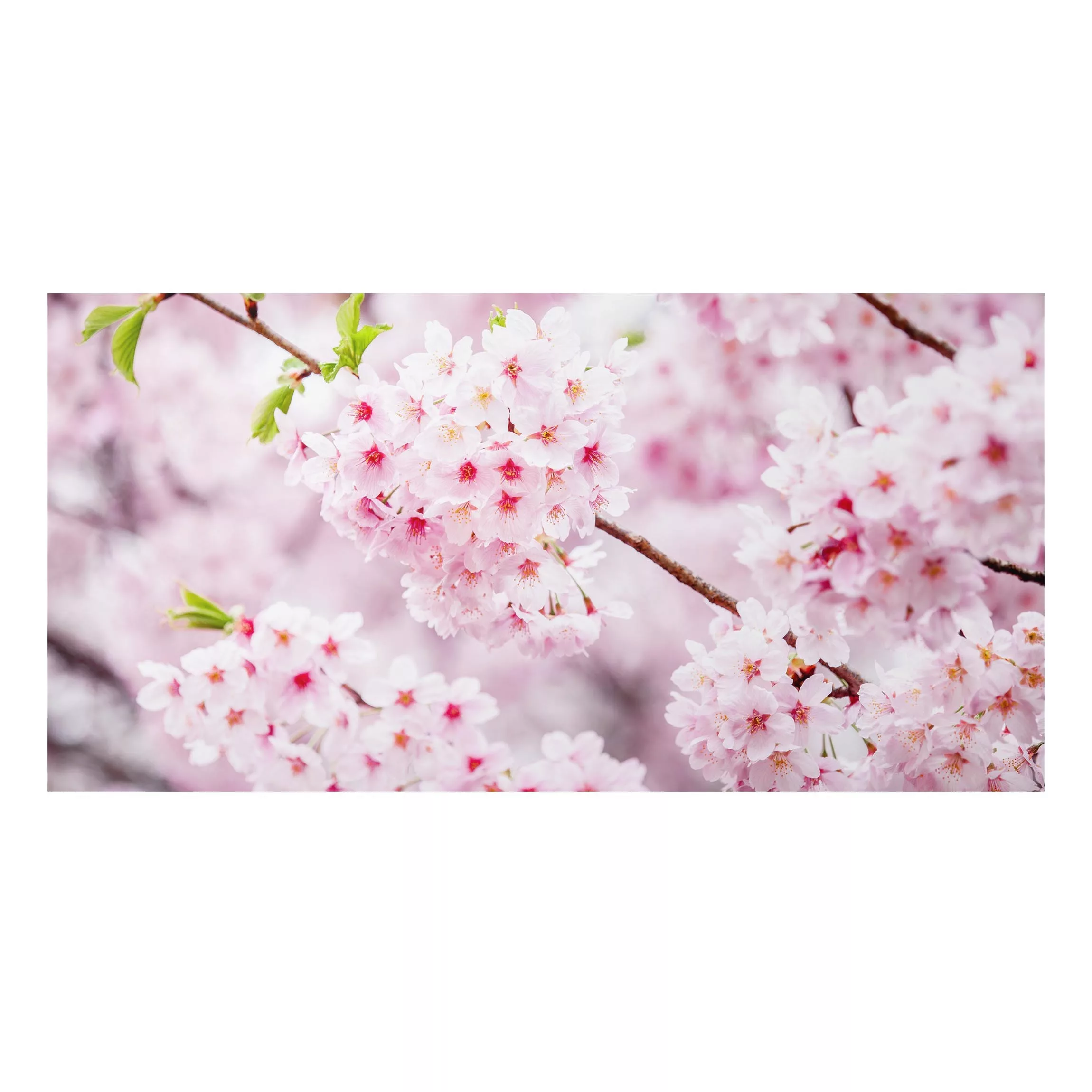 Alu-Dibond Bild Japanische Kirschblüten günstig online kaufen
