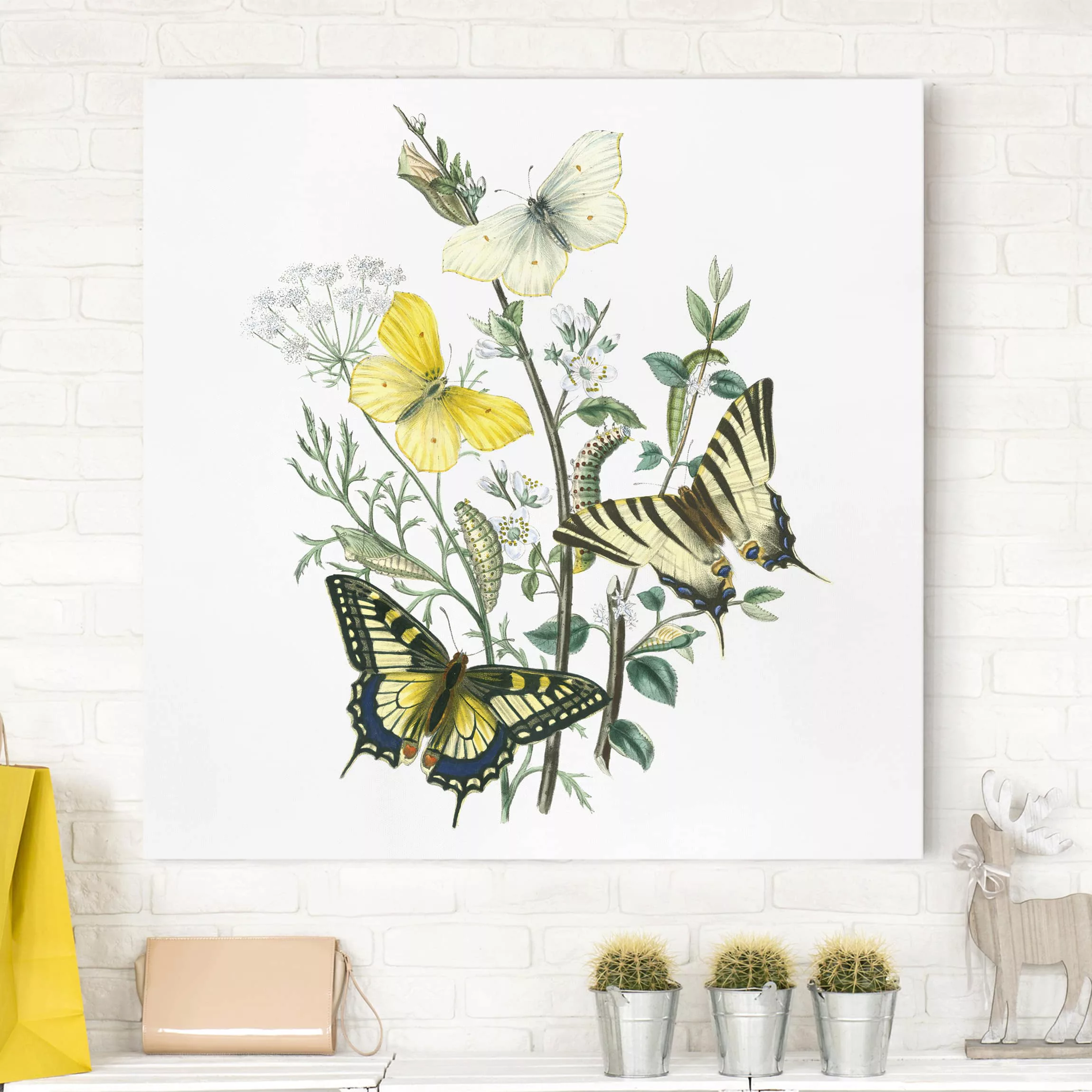 Leinwandbild Blumen - Quadrat Britische Schmetterlinge III günstig online kaufen