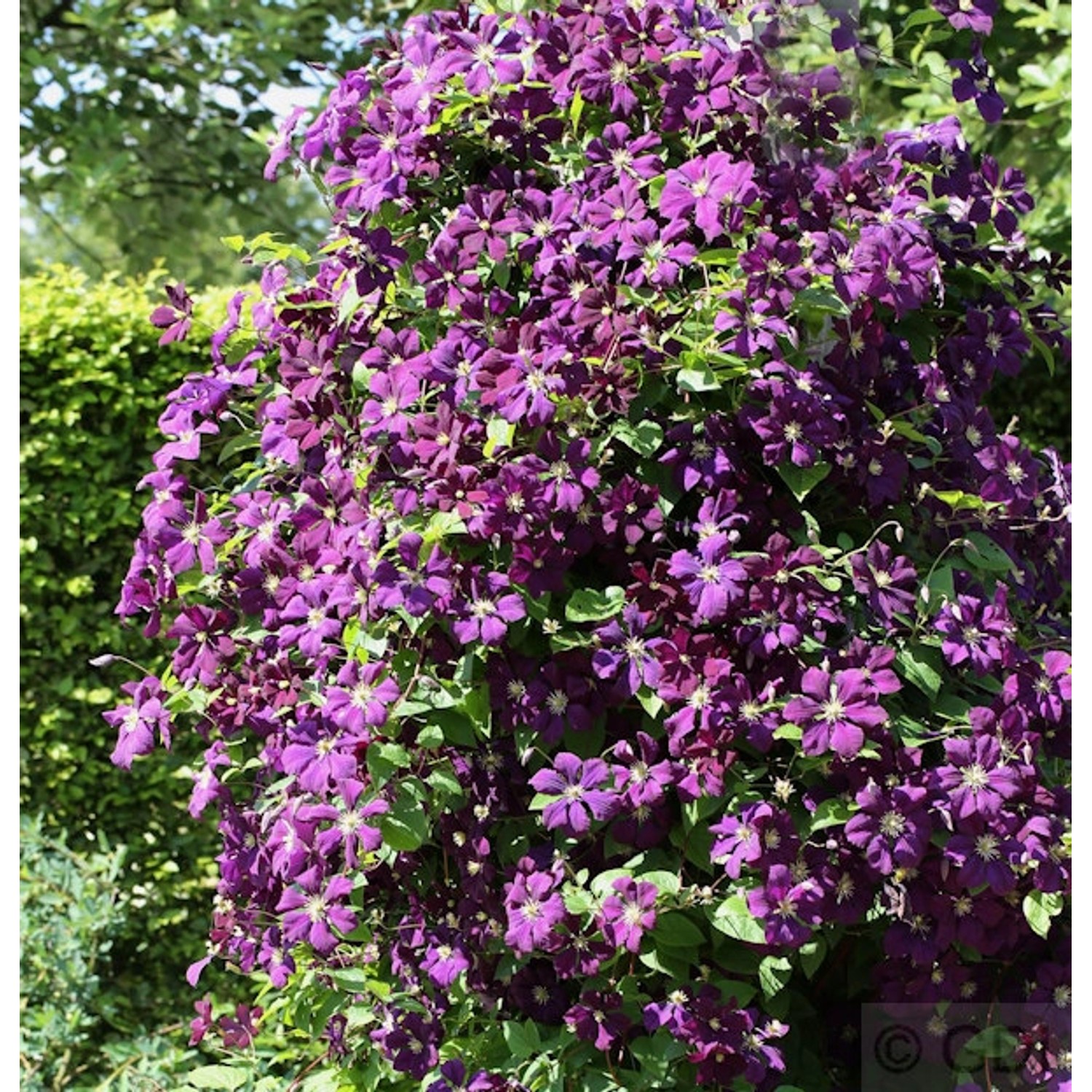 Robuste Waldrebe Etoile Violette 60-80cm - Clematis viticella günstig online kaufen