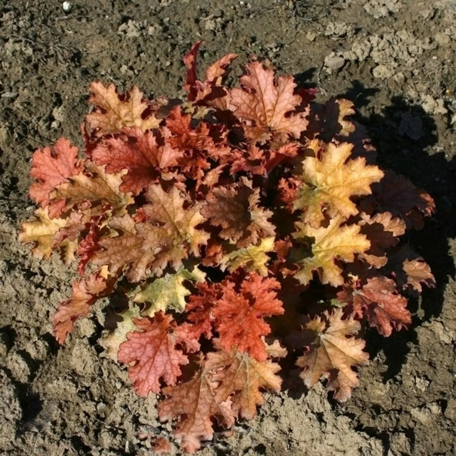 Purpurglöckchen Ginger Ale - Heuchera micrantha günstig online kaufen