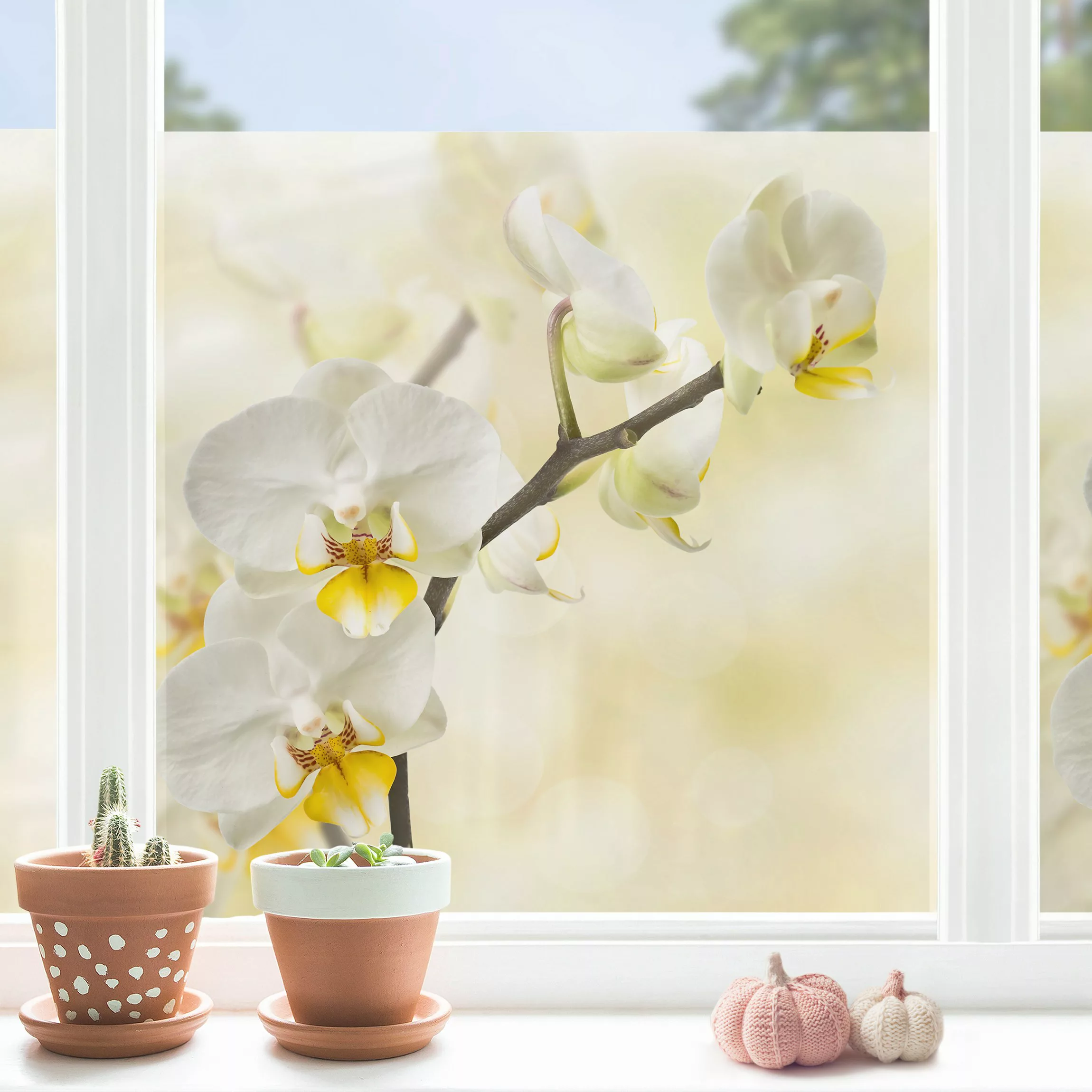 Fensterfolie Orchideen Zweig günstig online kaufen