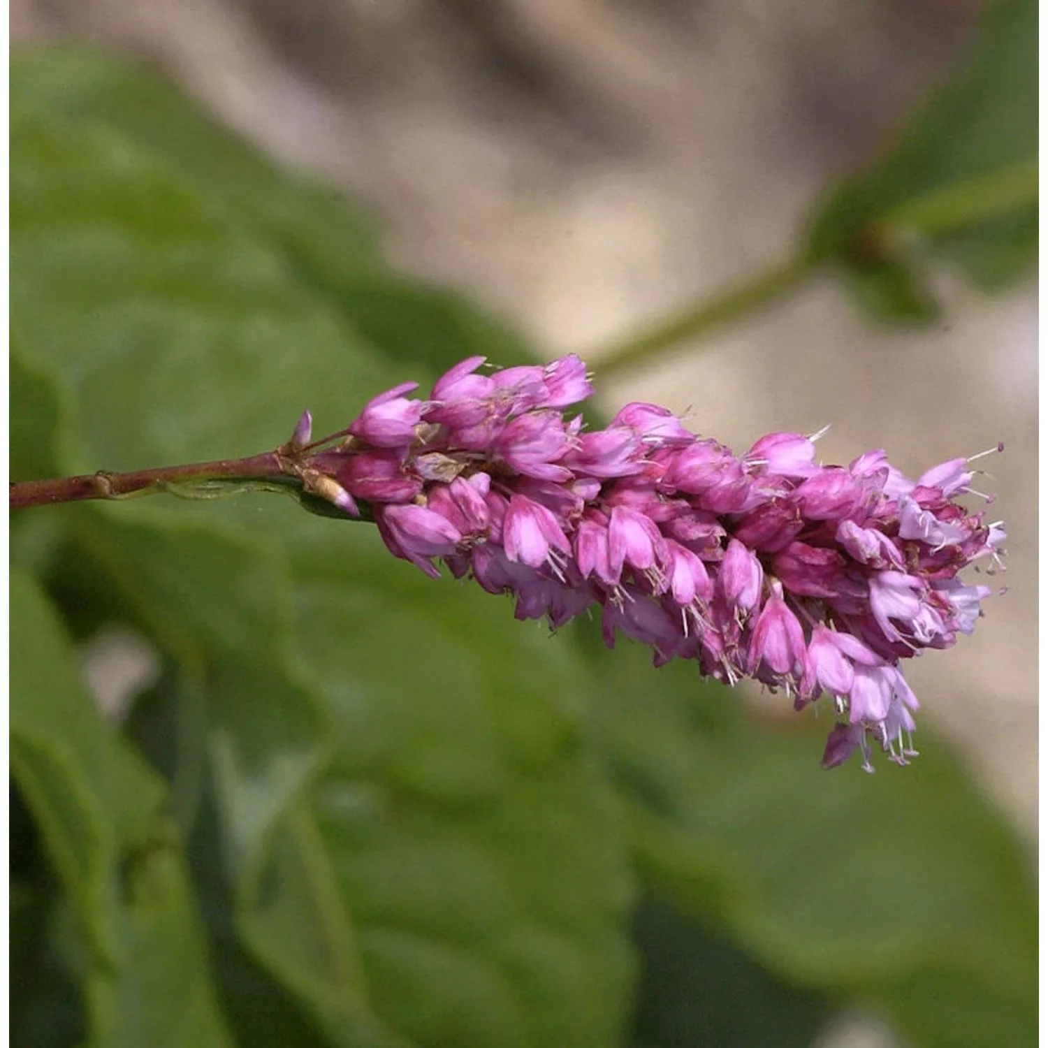 Kerzenknöterich - Persicaria amplexicaulis günstig online kaufen