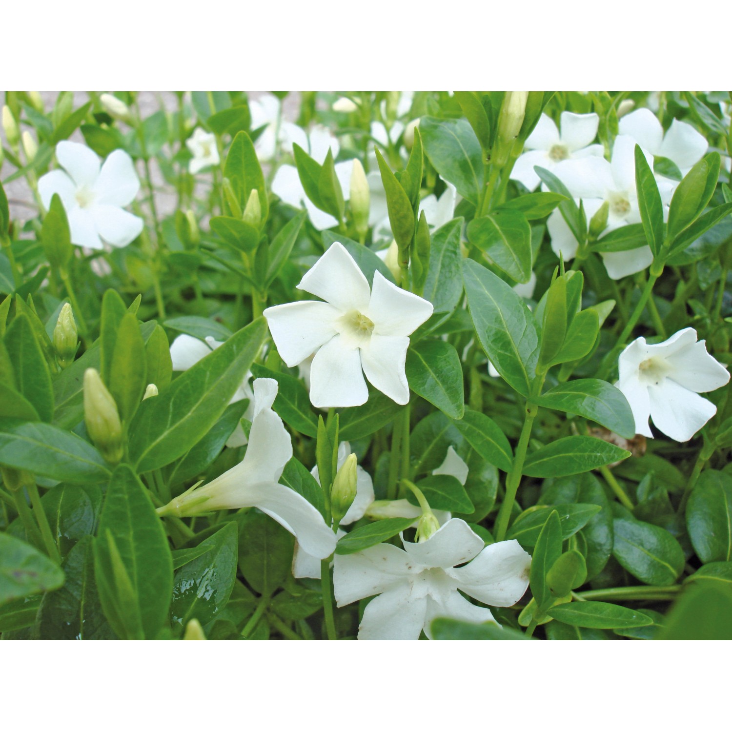 Immergrün Alba Weiß Topf-Ø ca. 13 cm Vinca minor günstig online kaufen