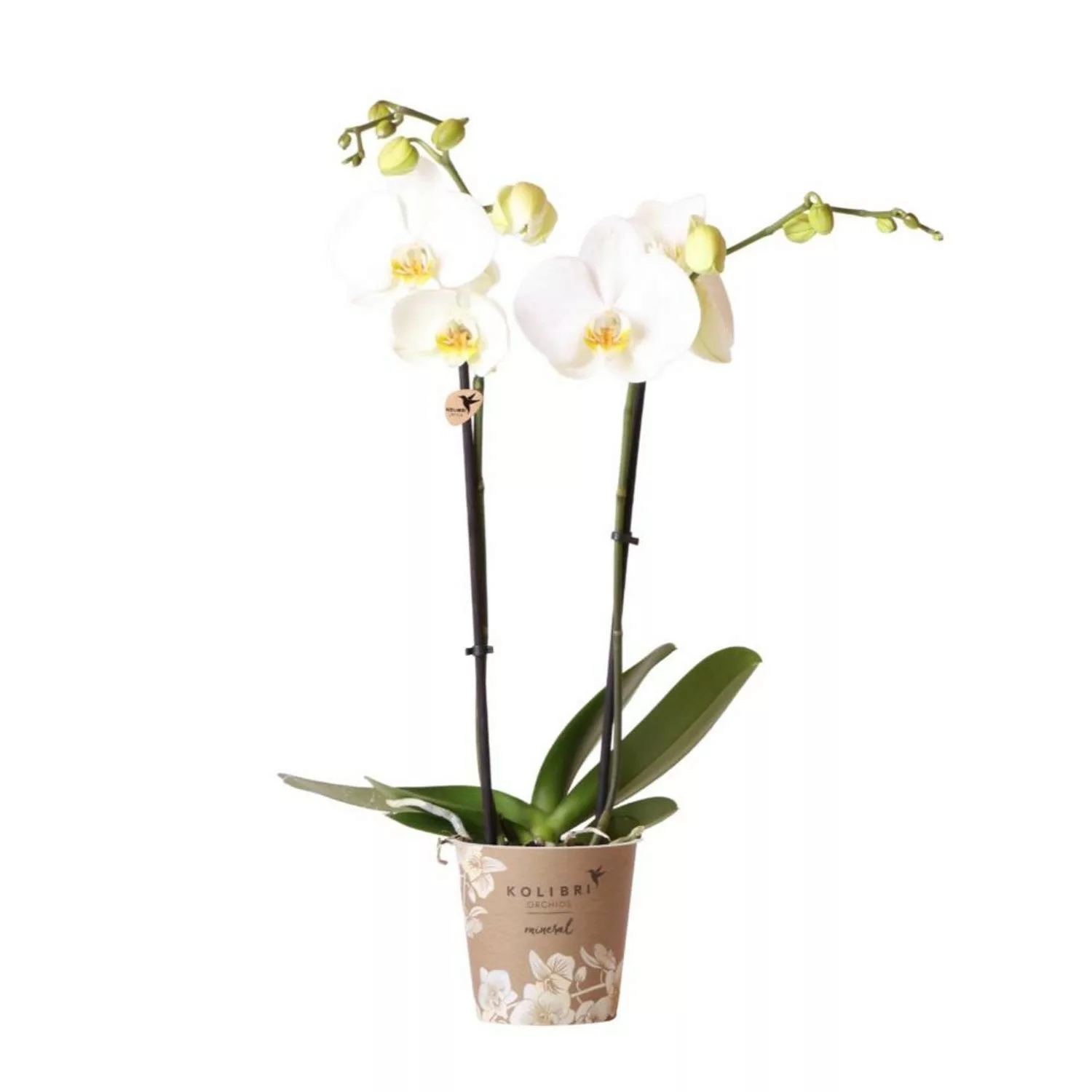 Kolibri Weiße Phalaenopsis Orchidee Dame Blanche Topfgröße 12cm Frisch Vom günstig online kaufen
