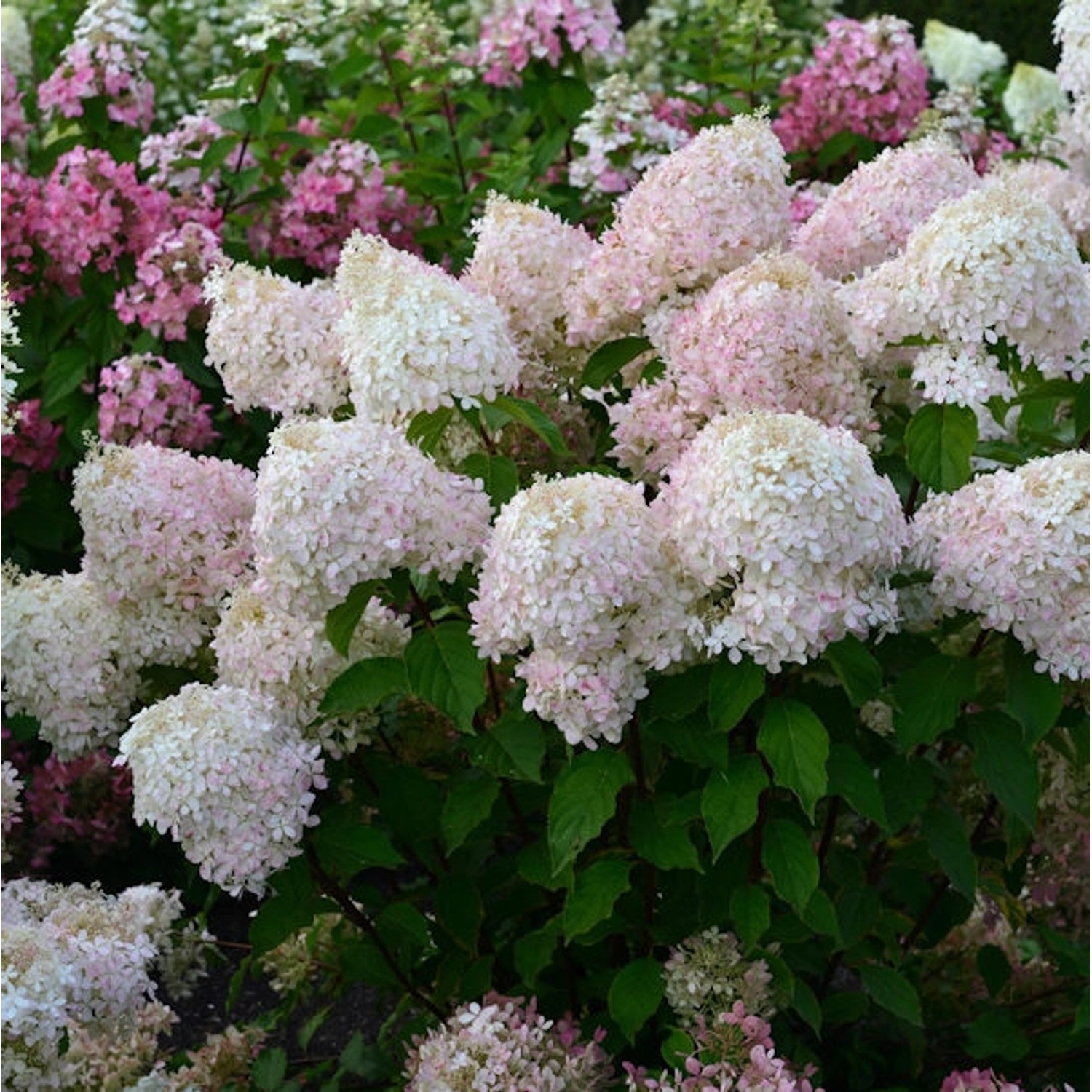 Rispenhortensie Pinkachu 40-60cm - Hydrangea paniculata günstig online kaufen