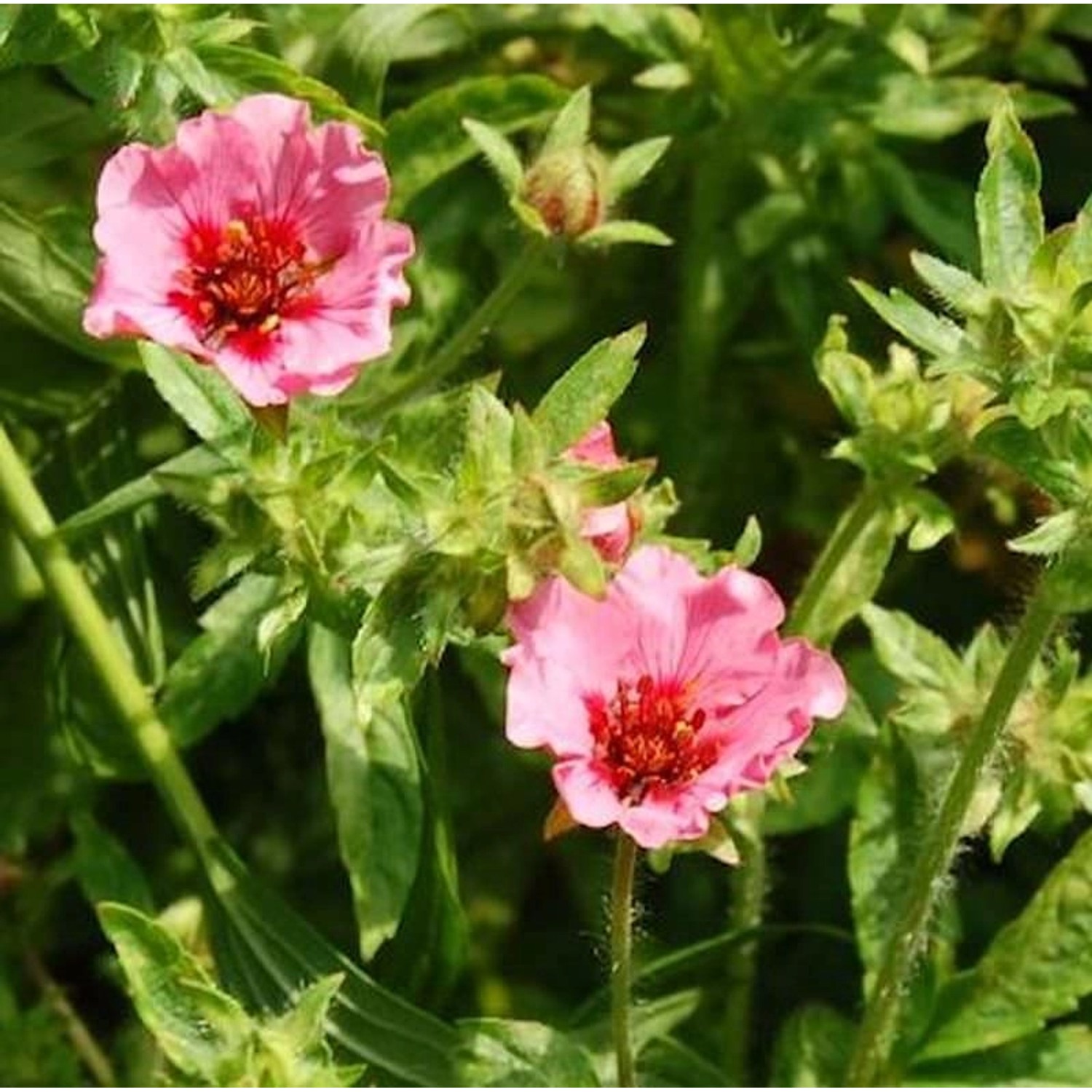 Fingerkraut Miss Helen Jane - Potentilla nepalensis günstig online kaufen