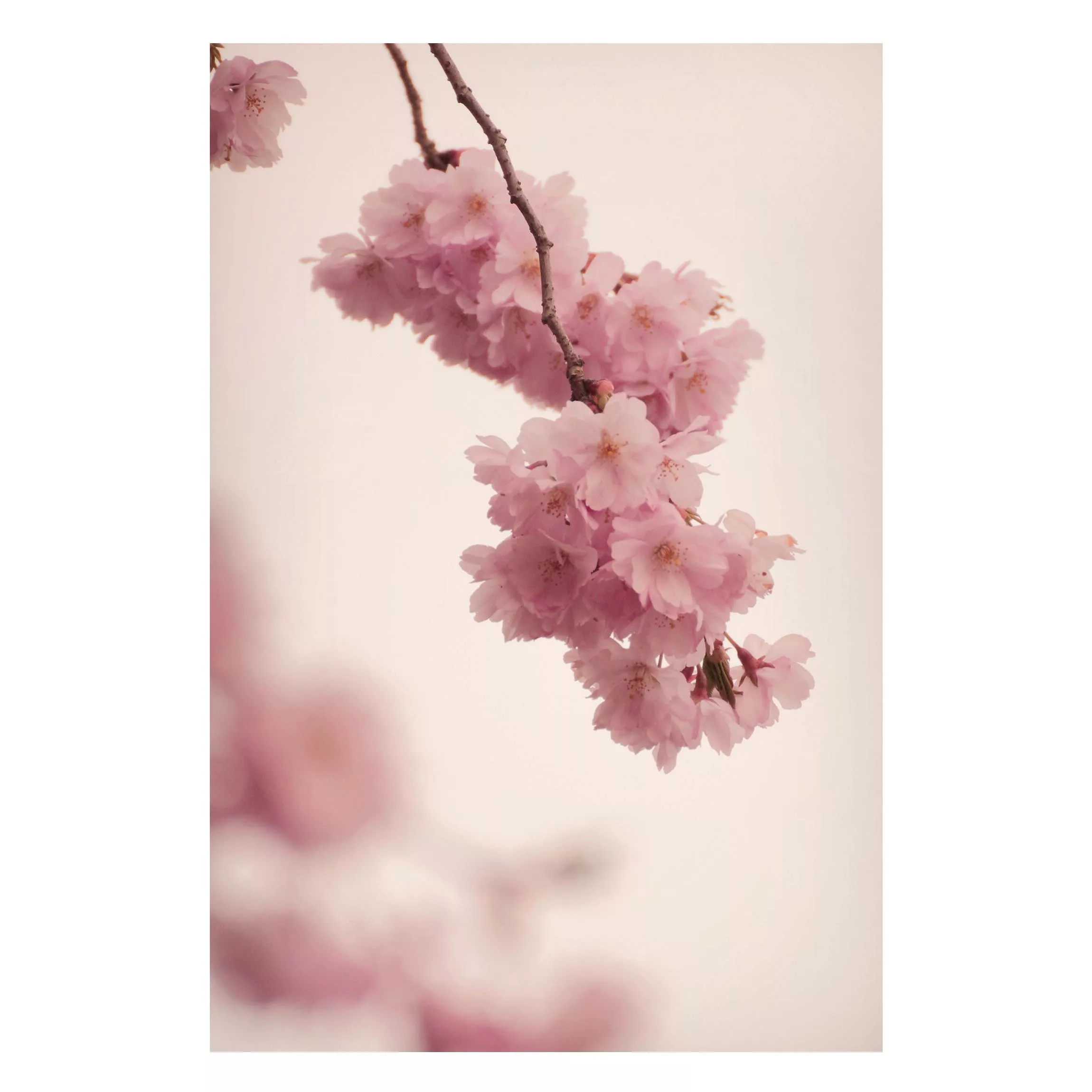Magnettafel Zartrosane Frühlingsblüte mit Bokeh günstig online kaufen