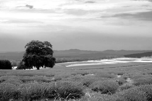 Papermoon Fototapete »Landschaft schwarz & weiß« günstig online kaufen