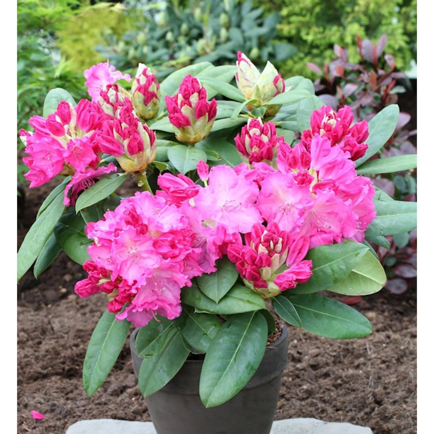 INKARHO - Großblumige Rhododendron Ariane IV 40-50cm - Alpenrose günstig online kaufen