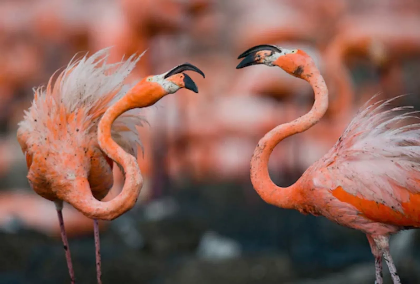 Papermoon Fototapete »Karibische Flamingos« günstig online kaufen