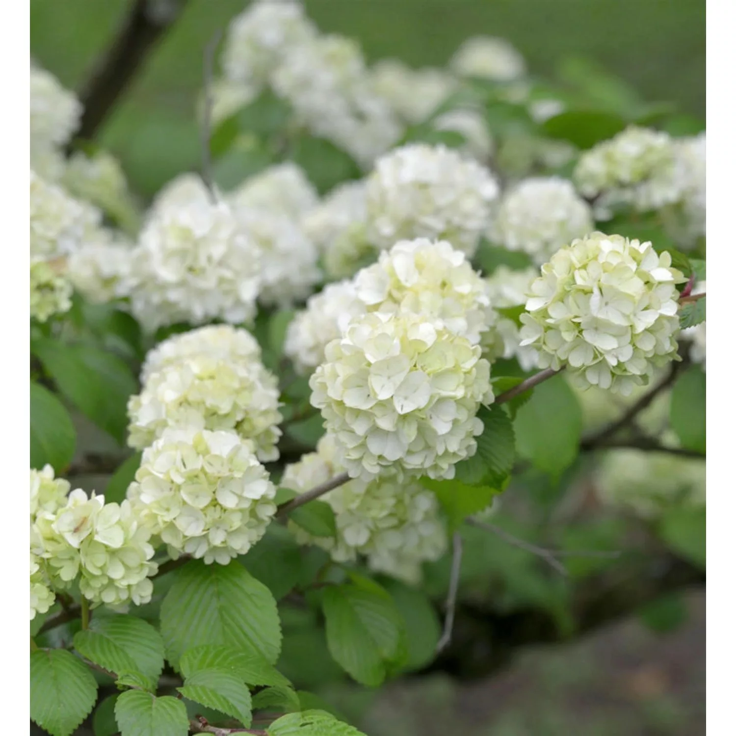 Japanischer Schneeball Grandiflora 40-60cm - Viburnum plicatum günstig online kaufen