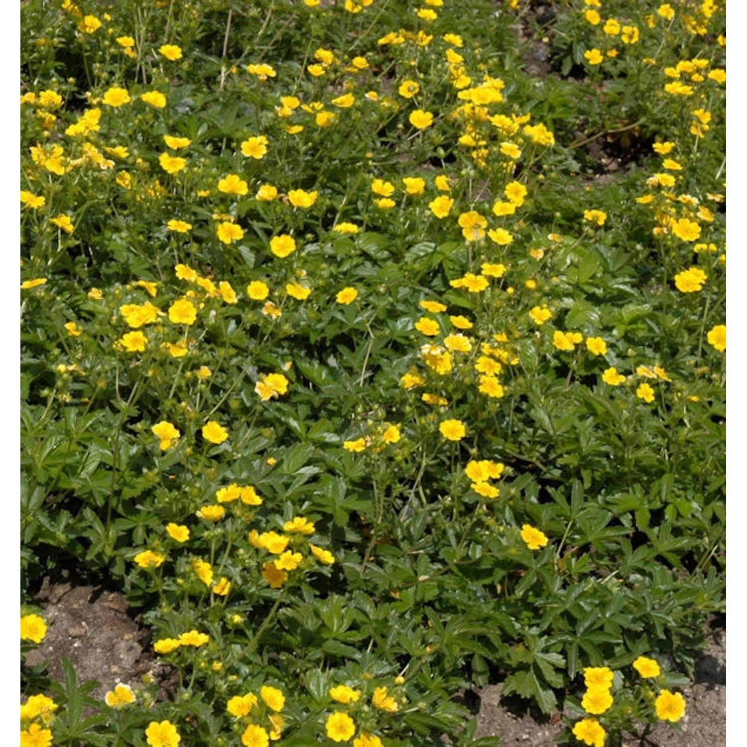 10x Kleiner Spierstrauch Citrus Tart - Potentilla fruticosa günstig online kaufen