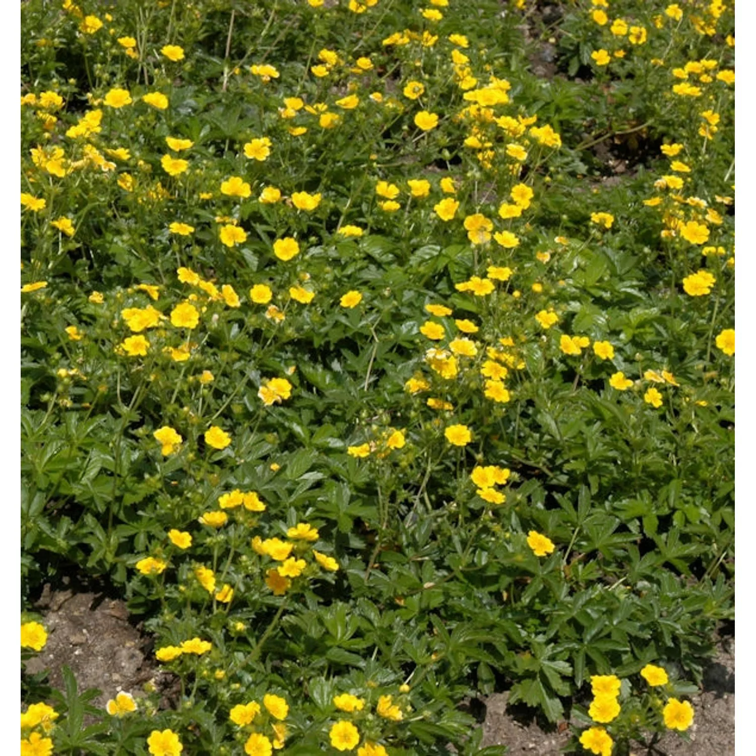 10x Kleiner Spierstrauch Citrus Tart - Potentilla fruticosa günstig online kaufen