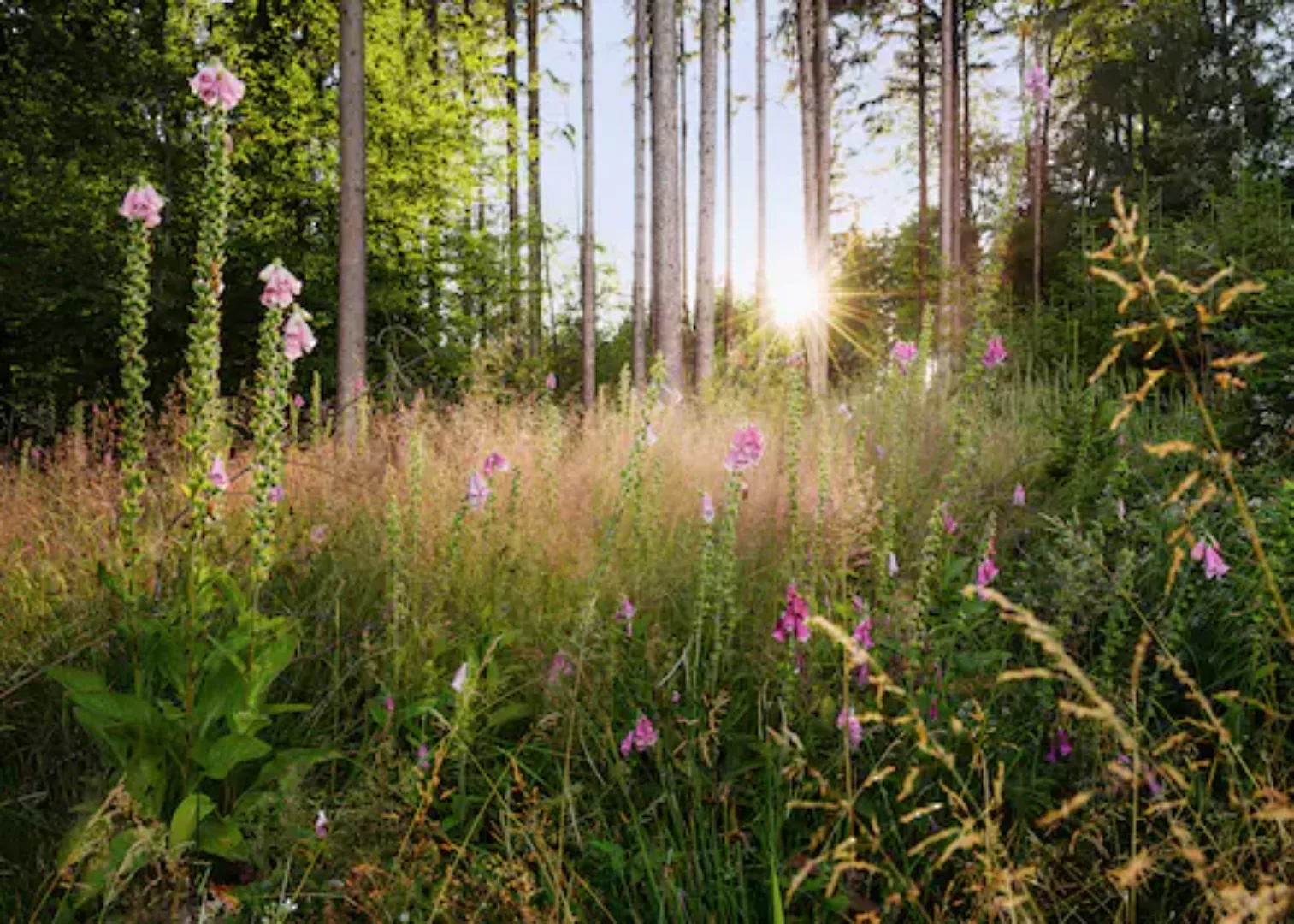 KOMAR Vlies Fototapete - Summer Glade  - Größe 350 x 250 cm mehrfarbig günstig online kaufen