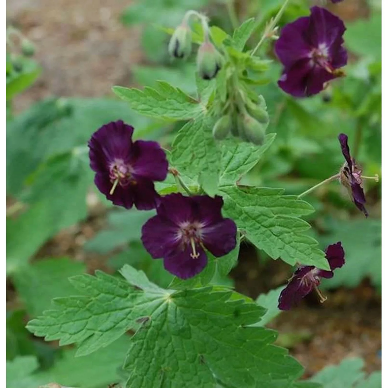 Storchenschnabel Raven - Geranium phaeum günstig online kaufen