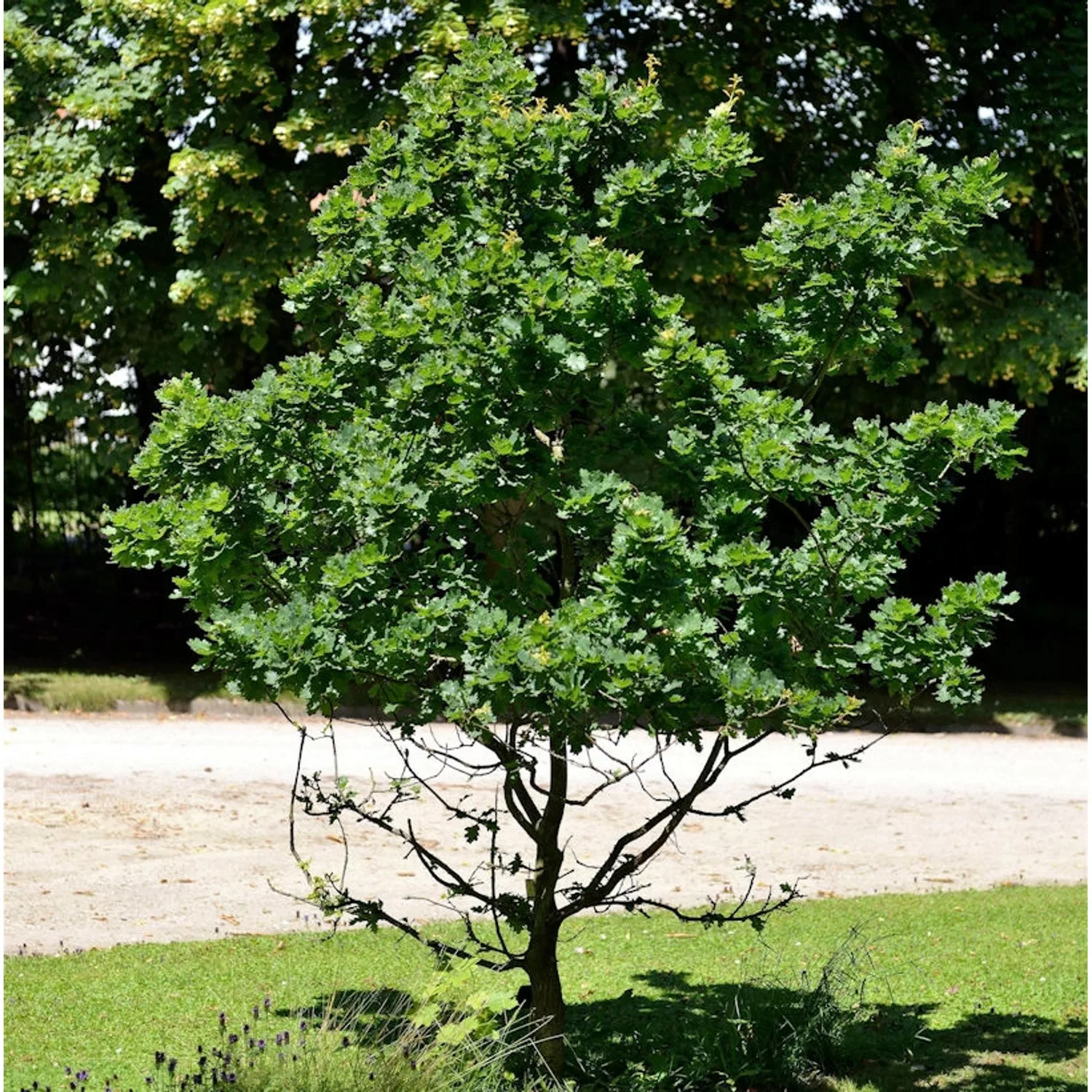 Zwerg Säuleneiche 60-80cm - Quercus robur günstig online kaufen