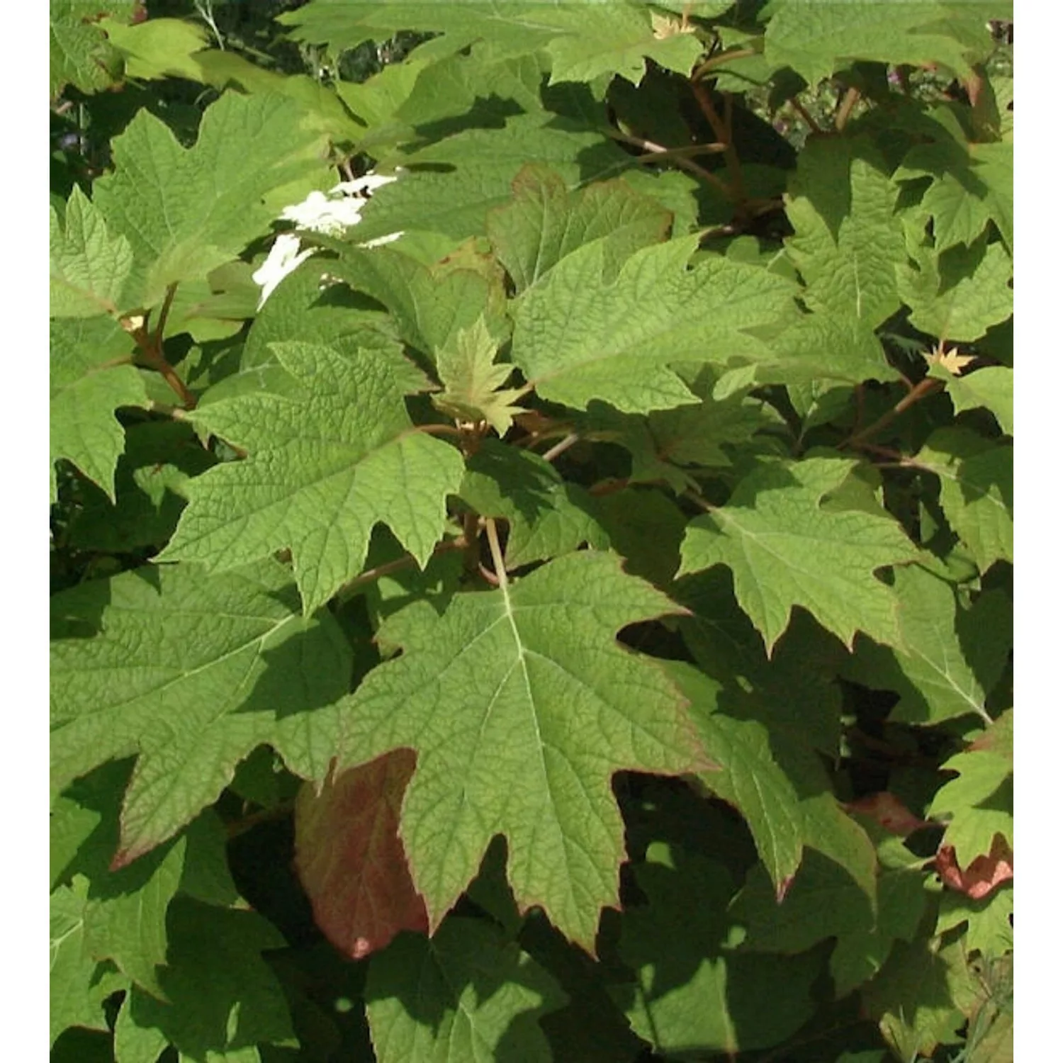 Eichenblättrige Hortensie Amethyst 100-125cm - Hydrangea quercifolia günstig online kaufen