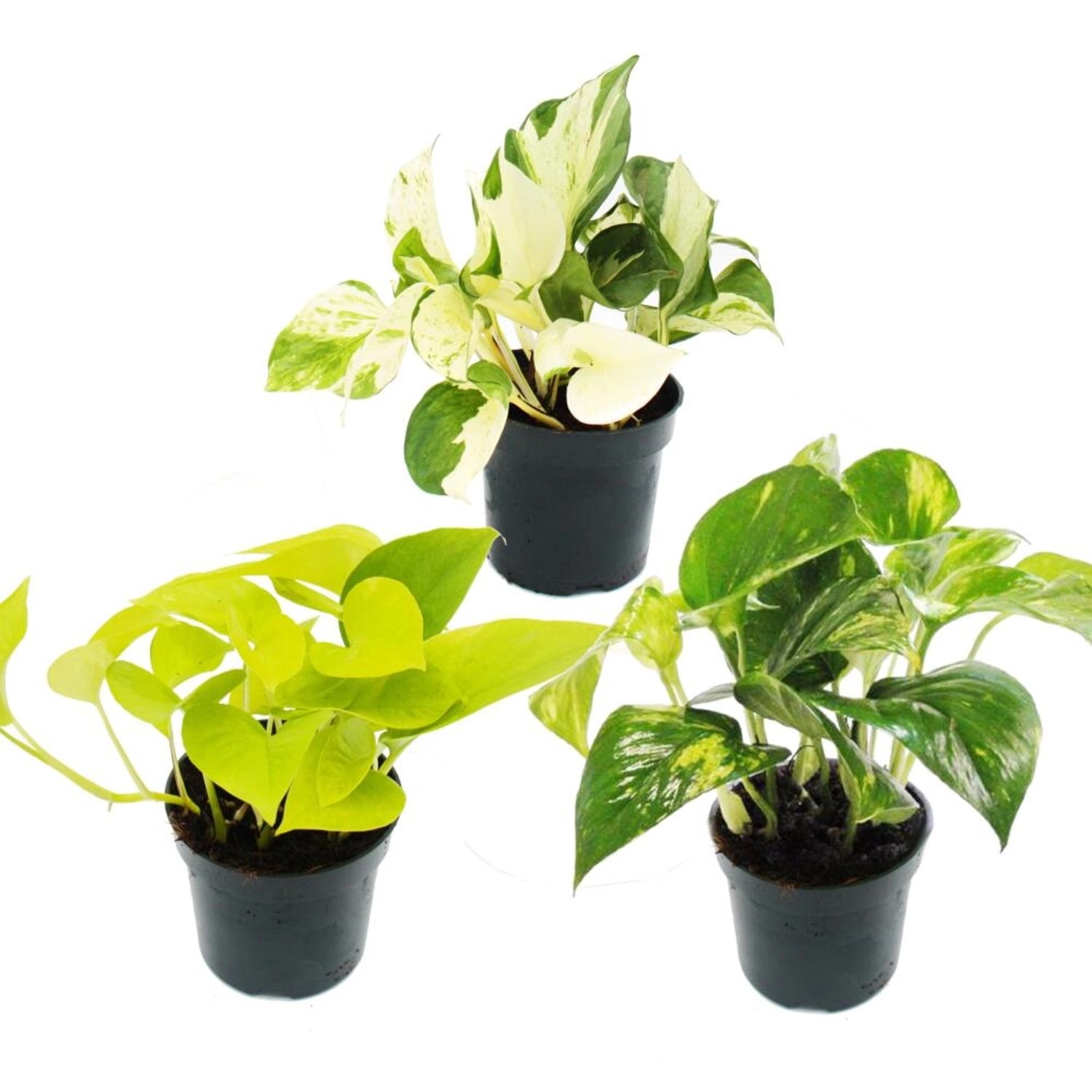 Exotenherz Zimmerpflanzen Trio Efeutute Set mit 3 Verschiedenen Epipremnum günstig online kaufen