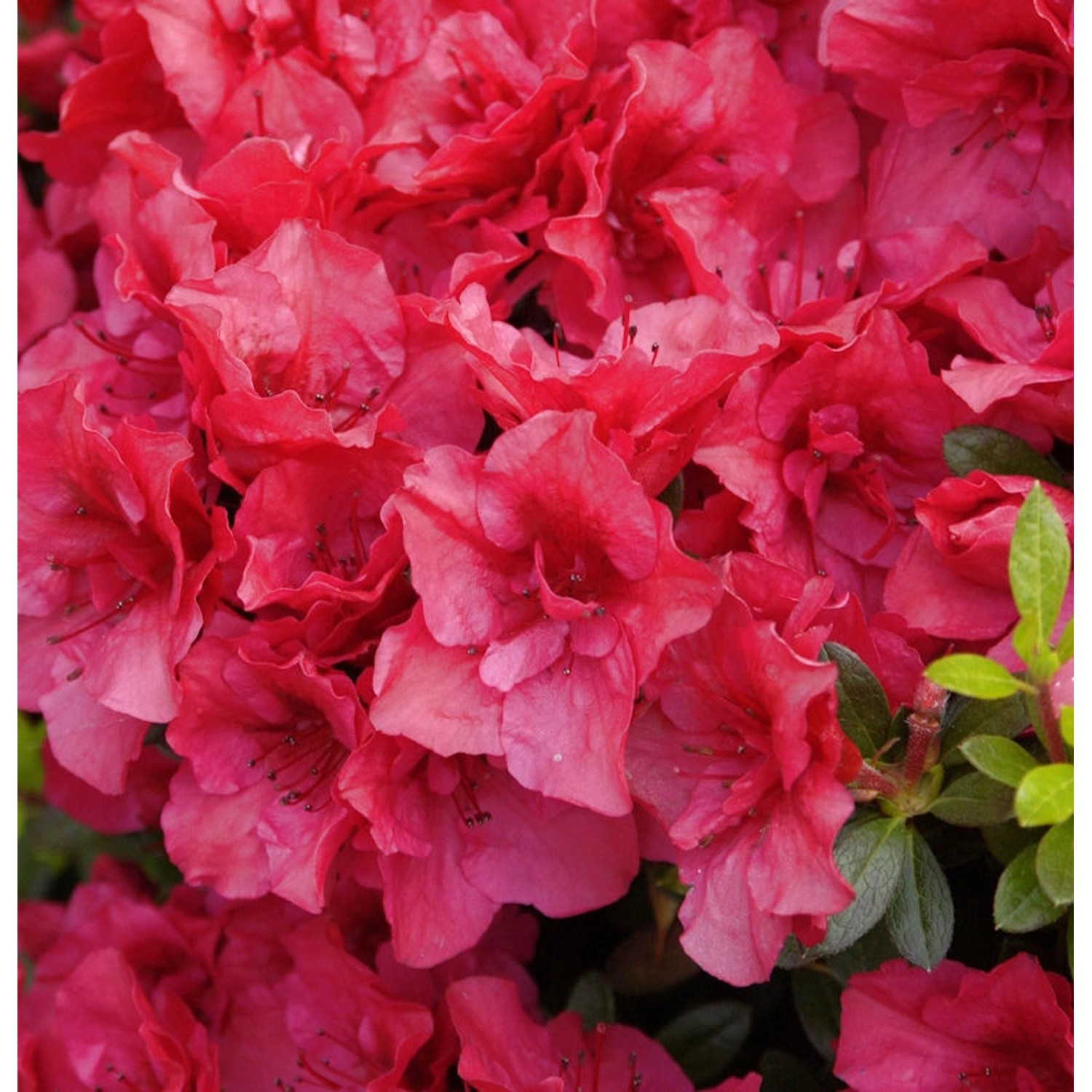 Rhododendron Kaminduft 50-60cm - Rhododendron viscosum günstig online kaufen