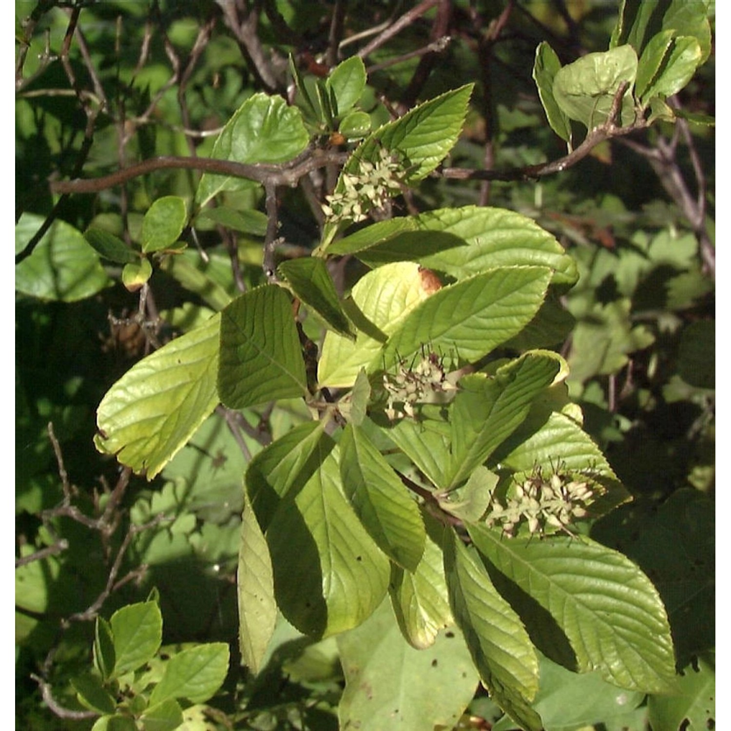 Silberkerzenstrauch Pink Spire 60-80cm - Clethra alnifolia günstig online kaufen