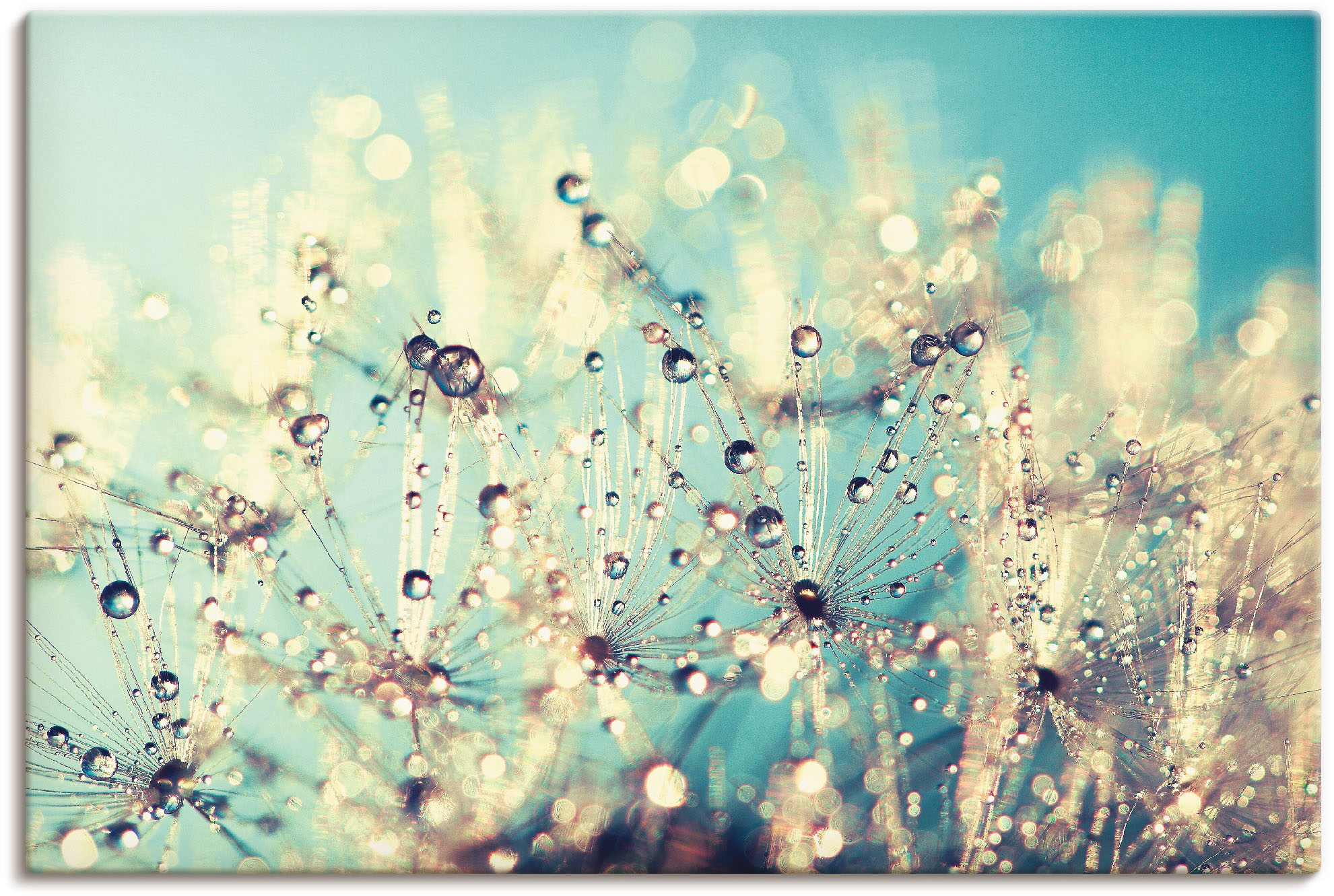 Artland Leinwandbild "Pusteblume benetzt mit Tautropfen", Blumen, (1 St.), günstig online kaufen