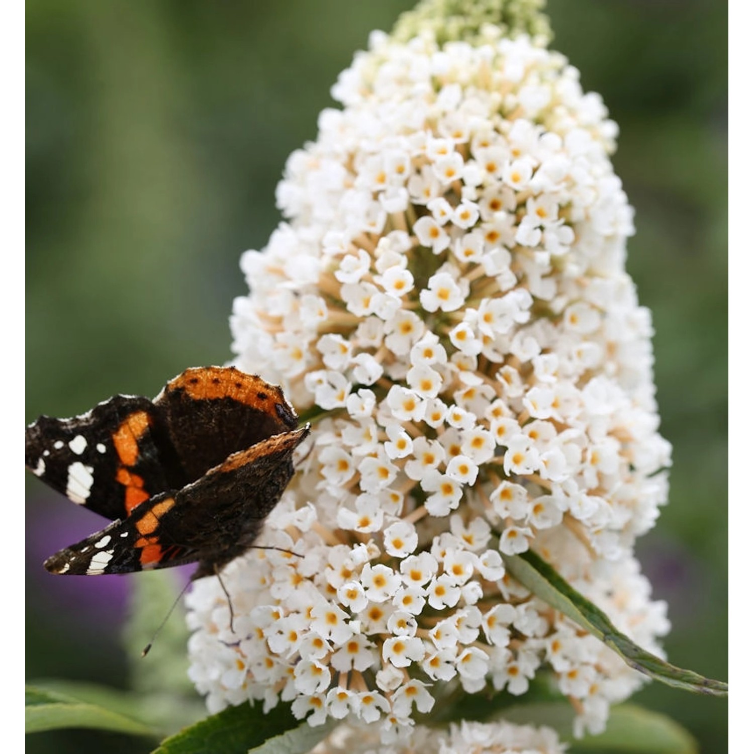 Sommerflieder White Profusion 60-80cm - Buddleja günstig online kaufen