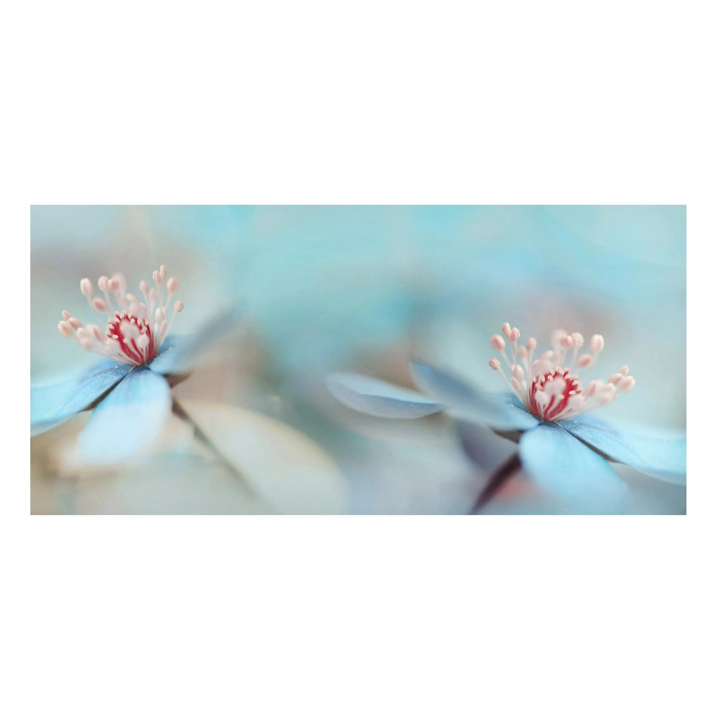 Magnettafel Blumen - Querformat 2:1 Blüten in Hellblau günstig online kaufen