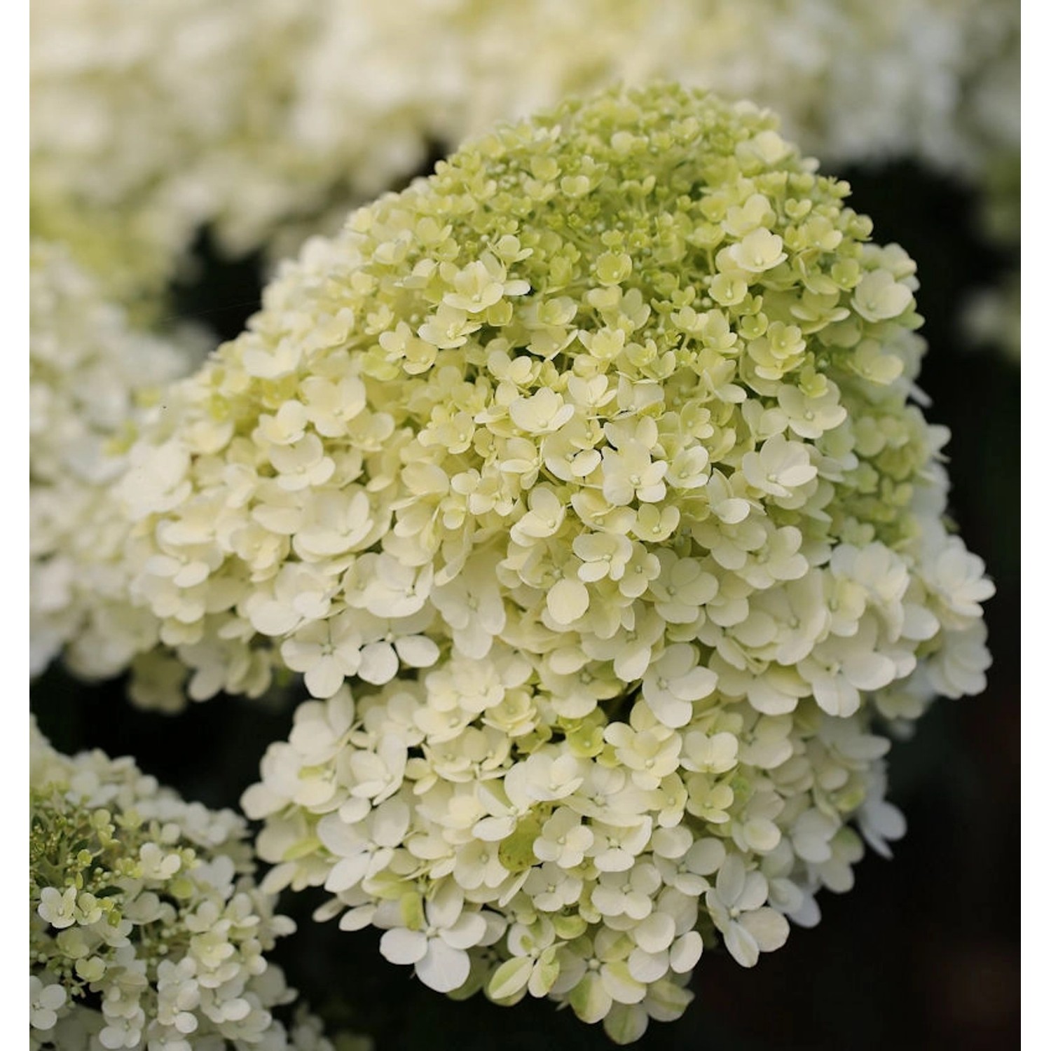 Hochstamm Rispenhortensie Bobo 80-100cm - Hydrangea paniculata günstig online kaufen