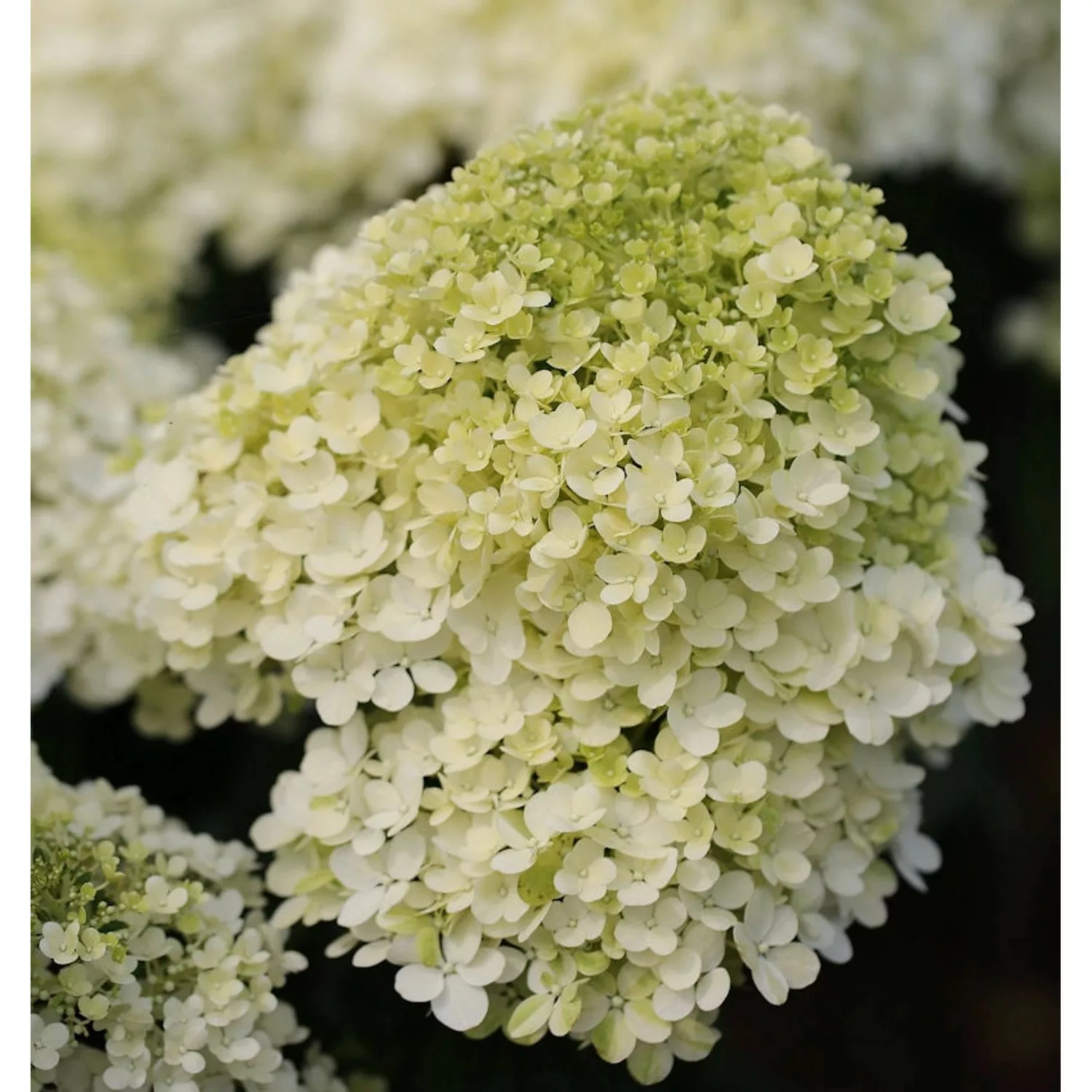 Hochstamm Rispenhortensie Bobo 60-80cm - Hydrangea paniculata günstig online kaufen