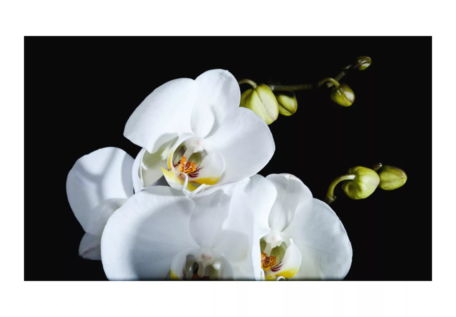 Fototapete - Phalaenopsis günstig online kaufen
