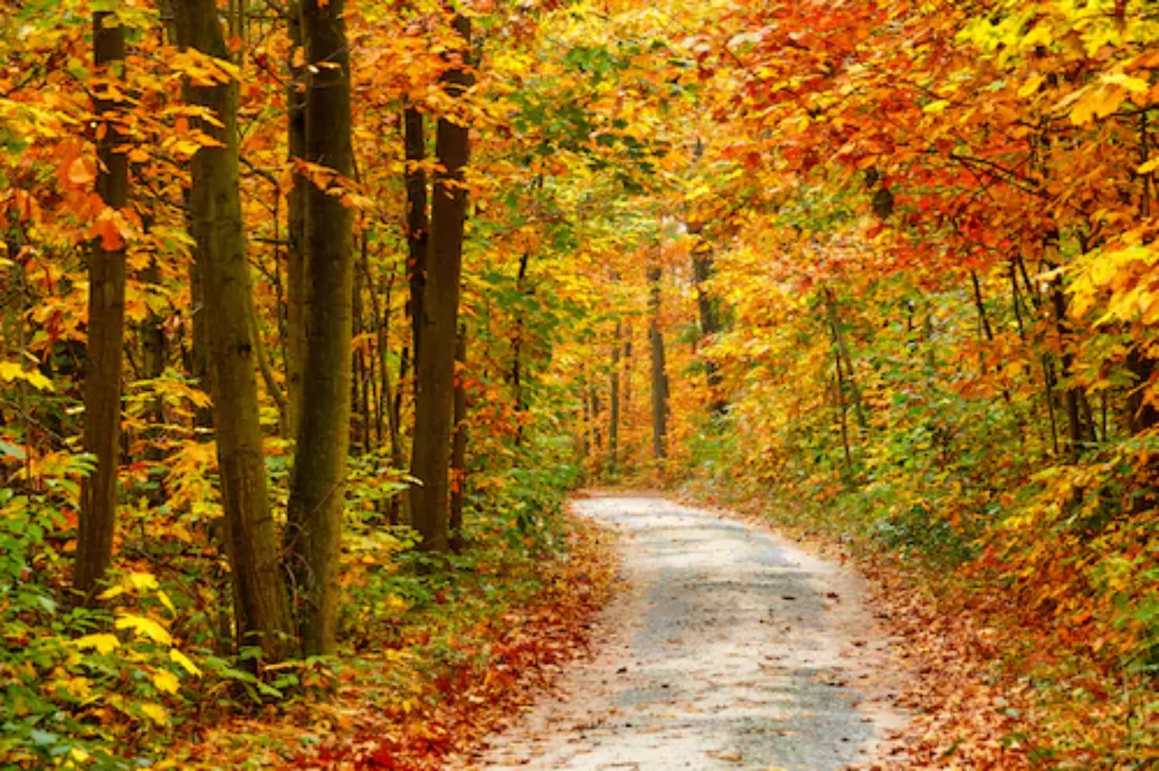 Papermoon Fototapete »Pathway in Colorful Autumn Forest« günstig online kaufen