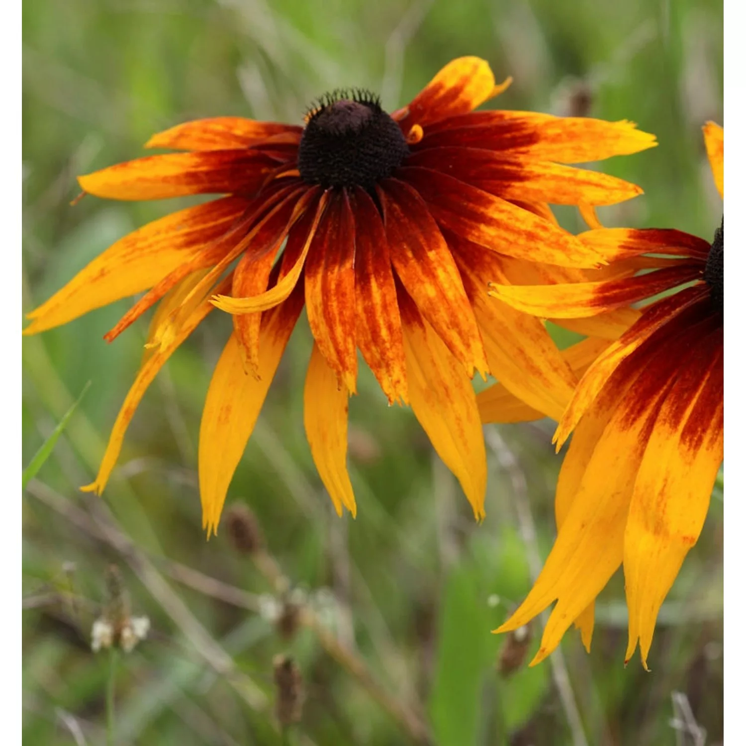 Sonnenhut Autumn Colors - Rudbeckia hirta günstig online kaufen