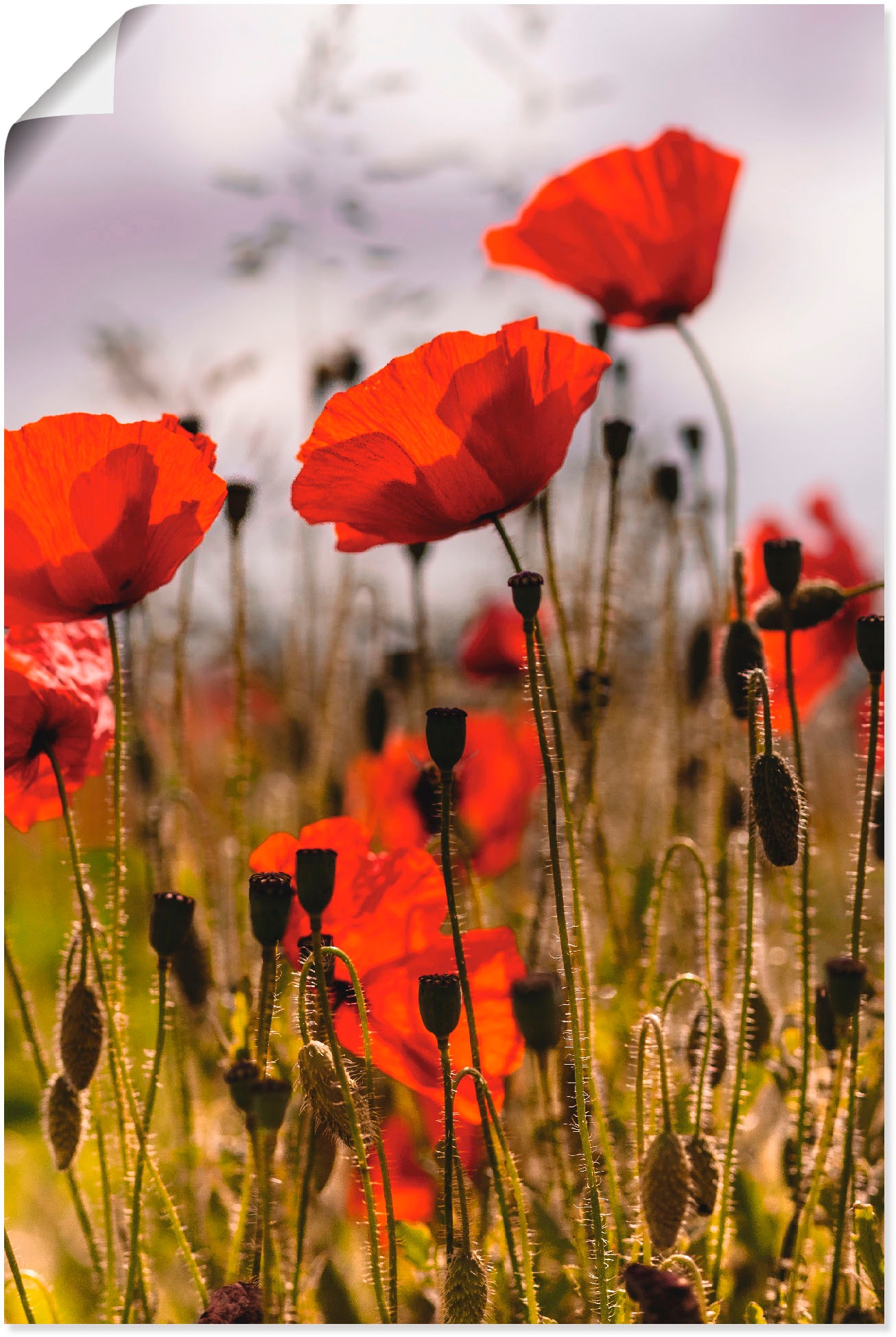 Artland Wandbild »Mohnblumen im Morgenlicht«, Blumenwiese, (1 St.), als Alu günstig online kaufen